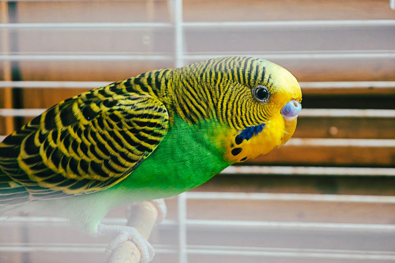 A Silly Parrot With Gorgeous Fur! jigsaw puzzle preview