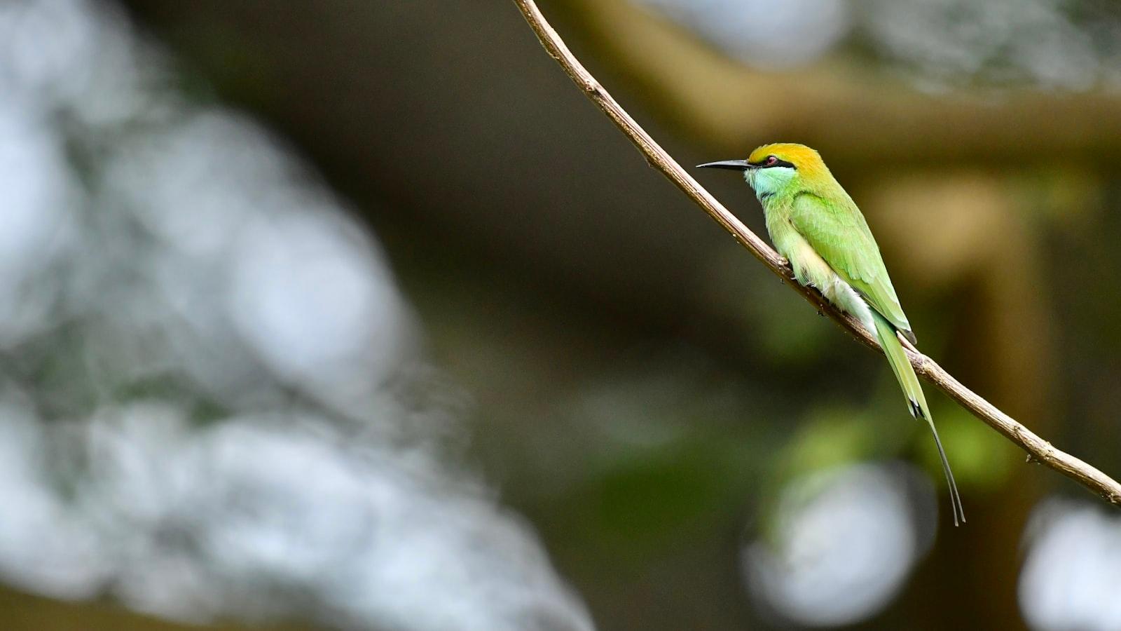 A Small Bird Sitting On A Branch Of A Tree jigsaw puzzle preview
