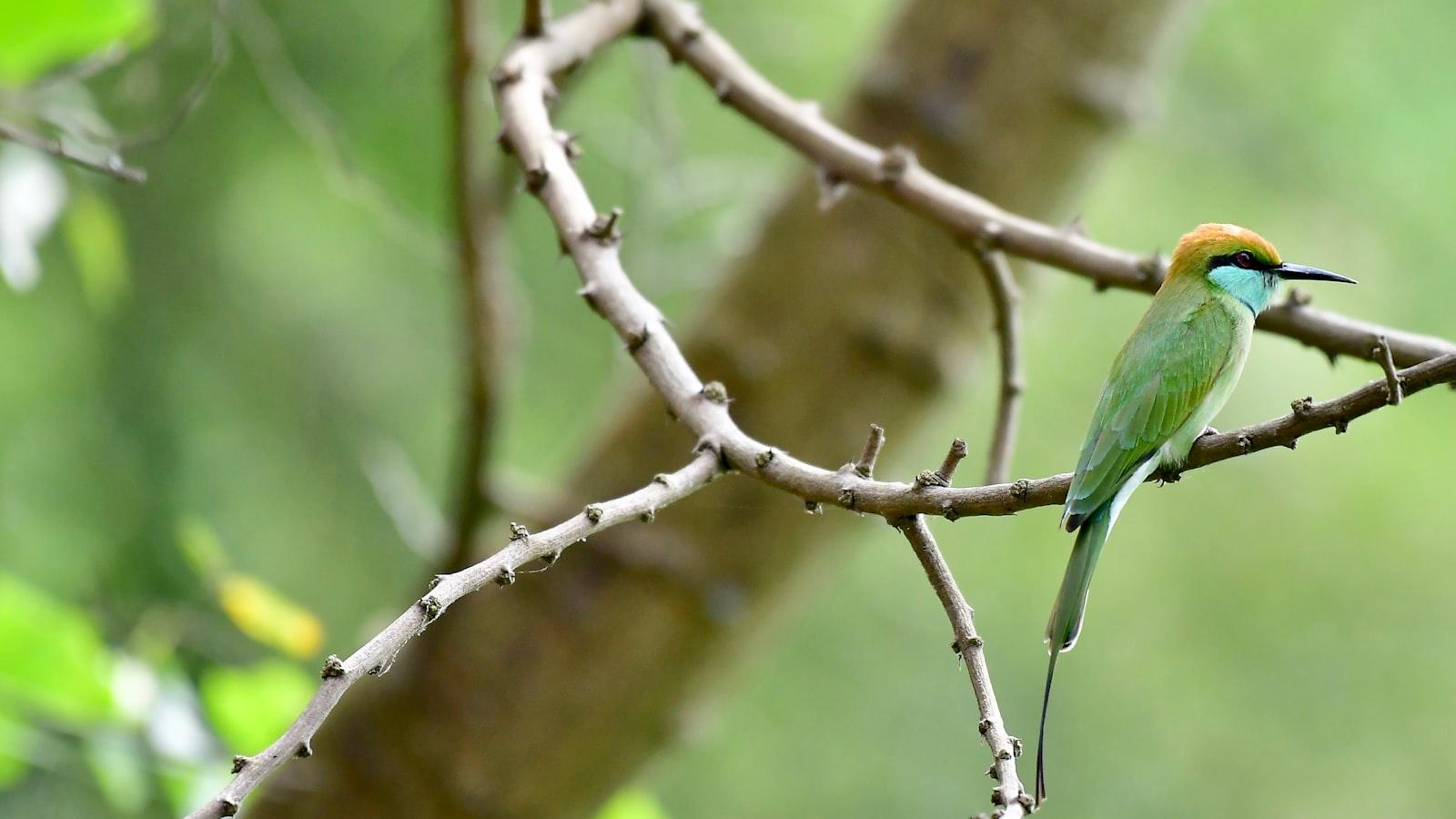 A Small Green Bird Perched On A Tree Branch jigsaw puzzle preview