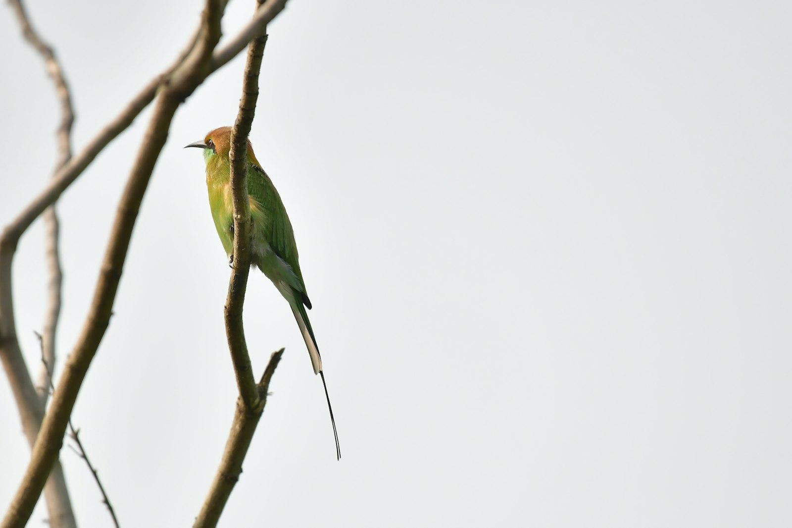 A Small Green Bird Perched On A Tree Branch jigsaw puzzle preview