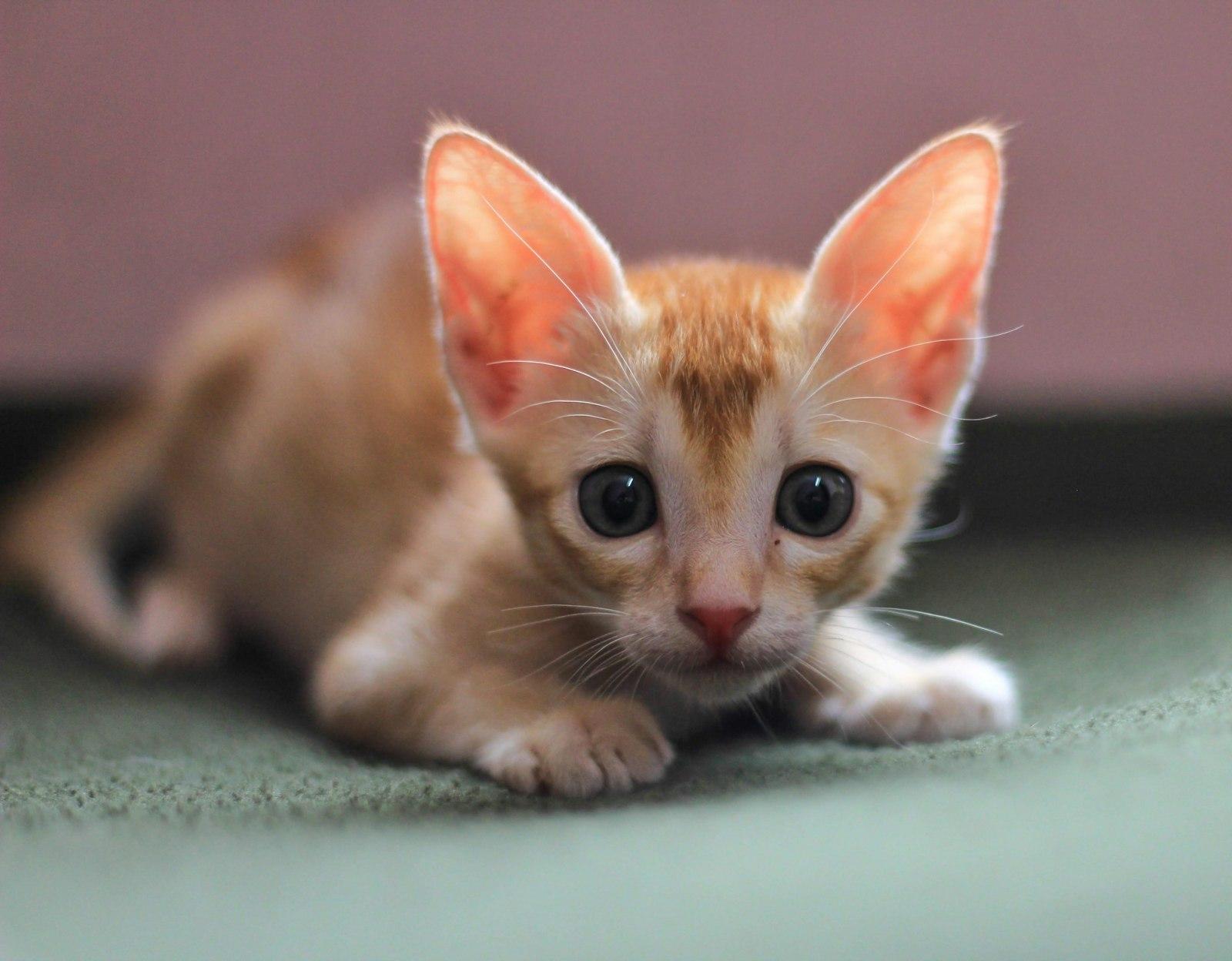 A Small Kitten Laying On The Floor Looking At The  jigsaw puzzle preview