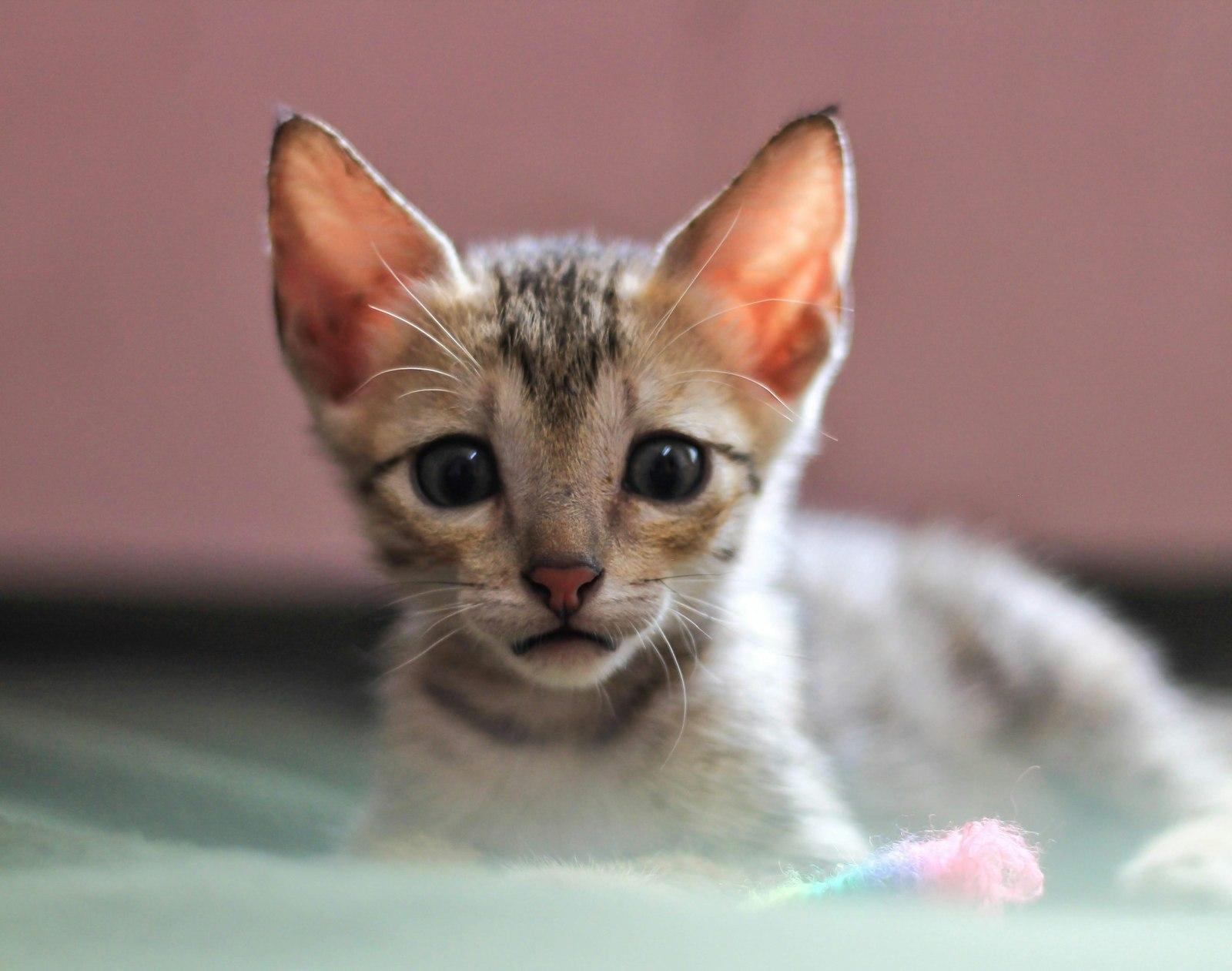 A Small Kitten With A Toothbrush In It'S Mouth jigsaw puzzle preview