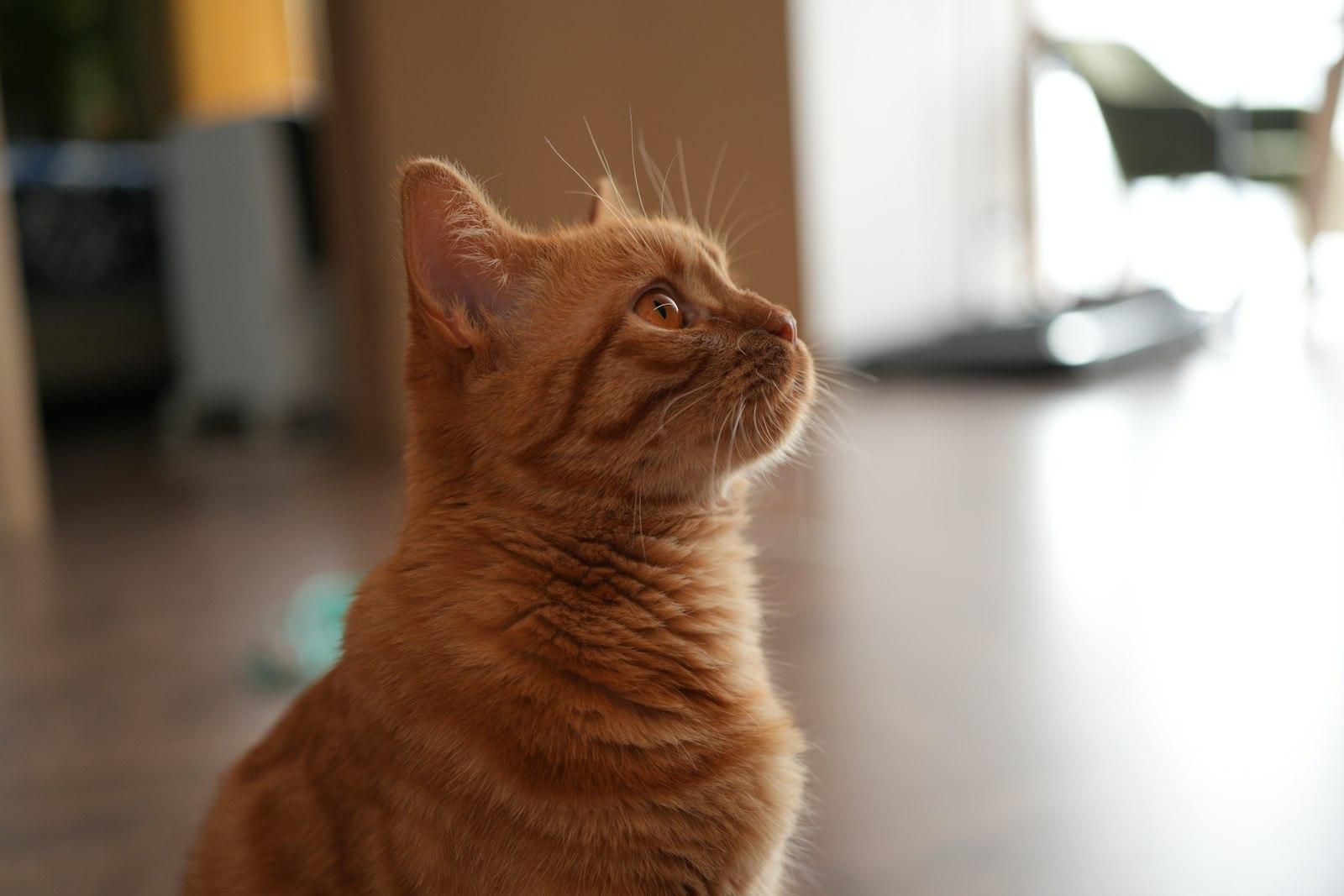A Small Orange Cat Sitting On Top Of A Hard jigsaw puzzle preview