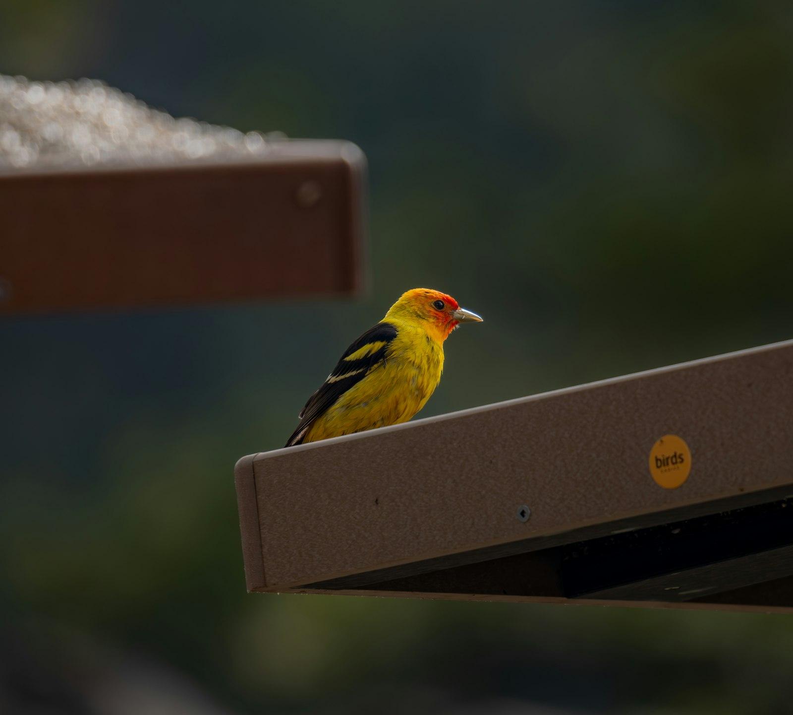 A Small Yellow Bird Sitting On Top Of A Bird Feede jigsaw puzzle preview