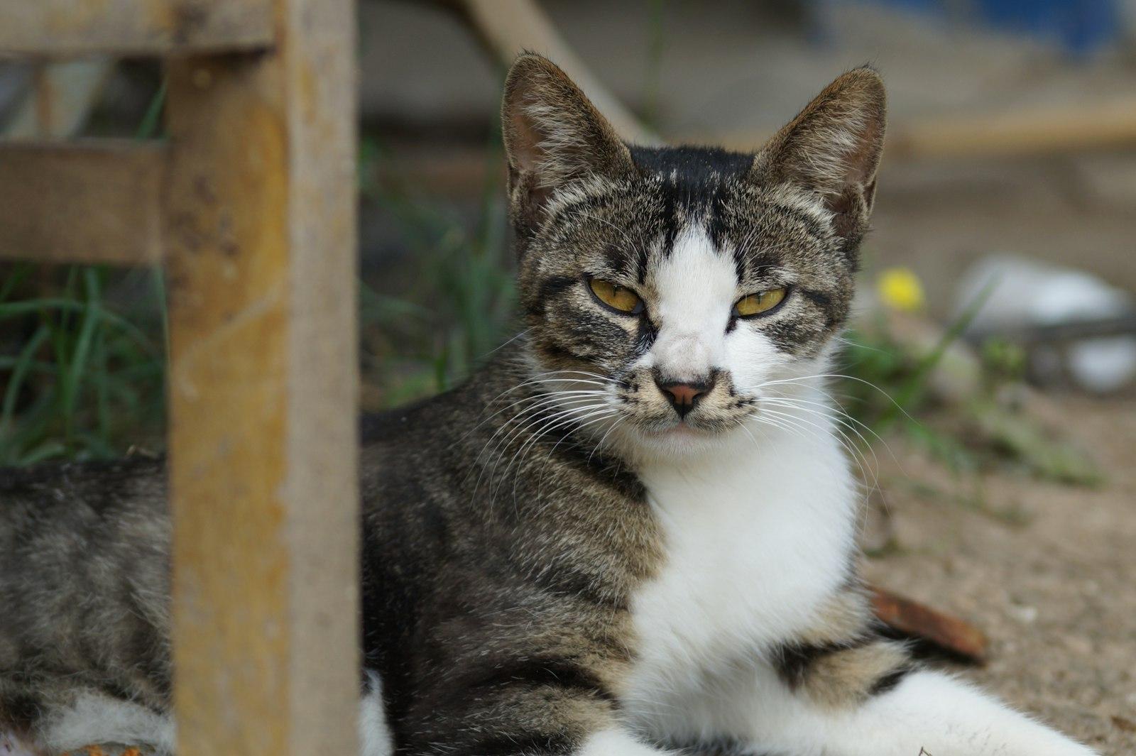 A Tabby And White Cat Resting On The Ground jigsaw puzzle preview