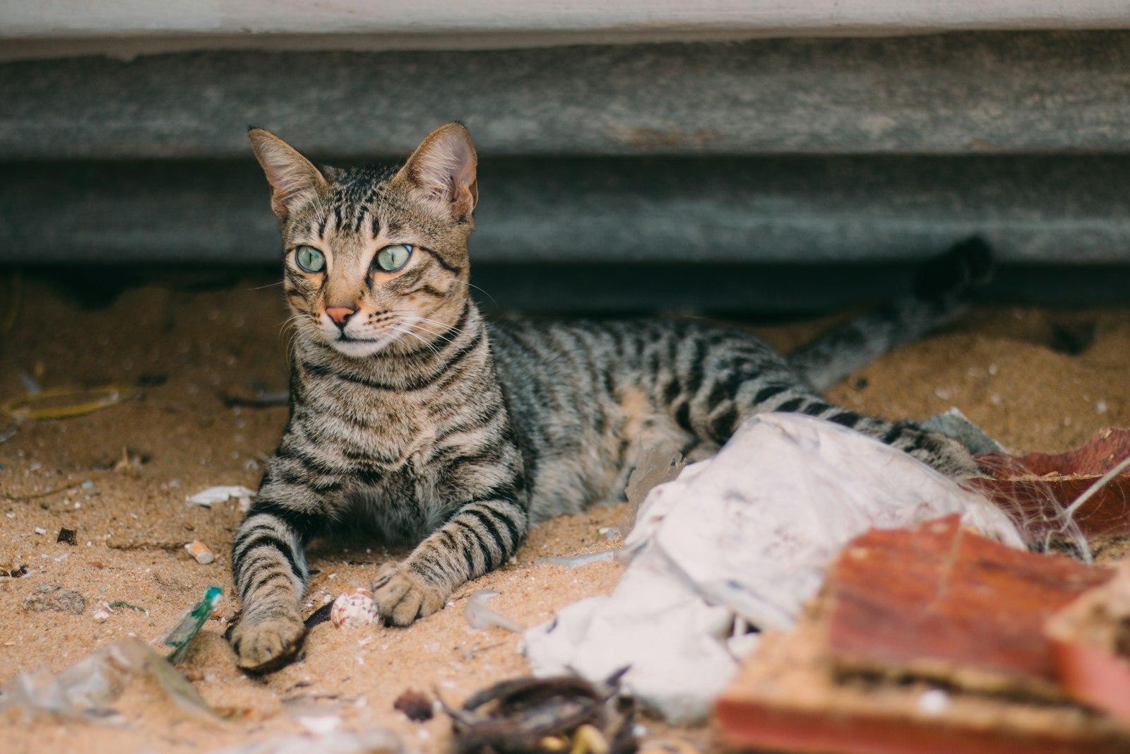 A Tabby Cat Lies On The Ground Near Debris jigsaw puzzle preview