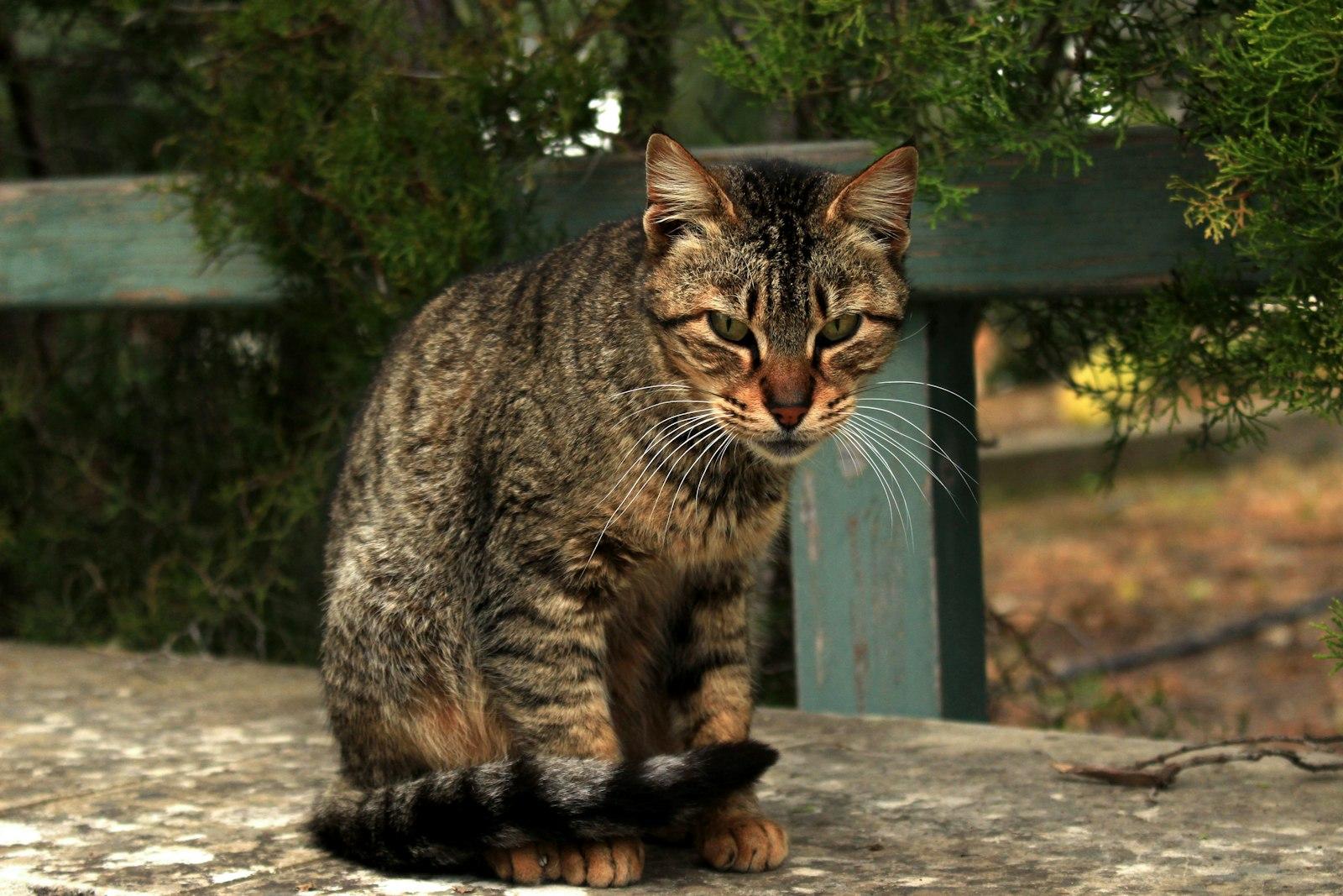 A Tabby Cat Sits Outdoors On A Stone Ledge jigsaw puzzle preview