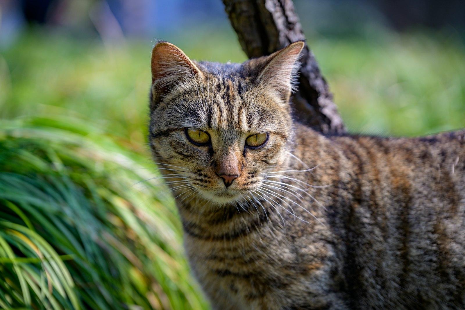 A Tabby Cat With Green Eyes Looks Intently jigsaw puzzle preview