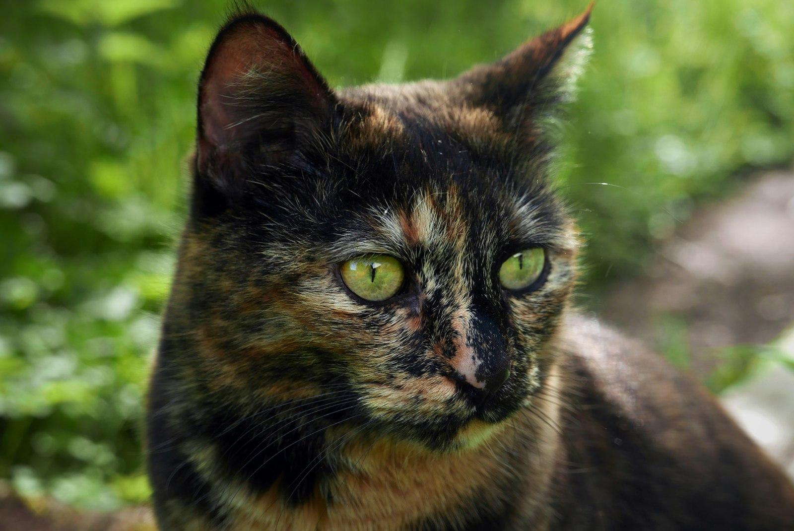 A Tortoiseshell Cat With Bright Green Eyes jigsaw puzzle preview