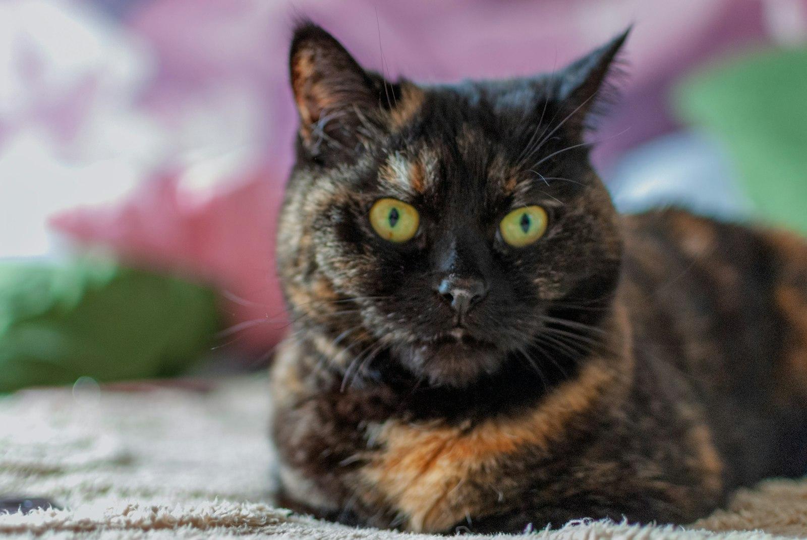 A Tortoiseshell Cat With Green Eyes Looks Forward jigsaw puzzle preview