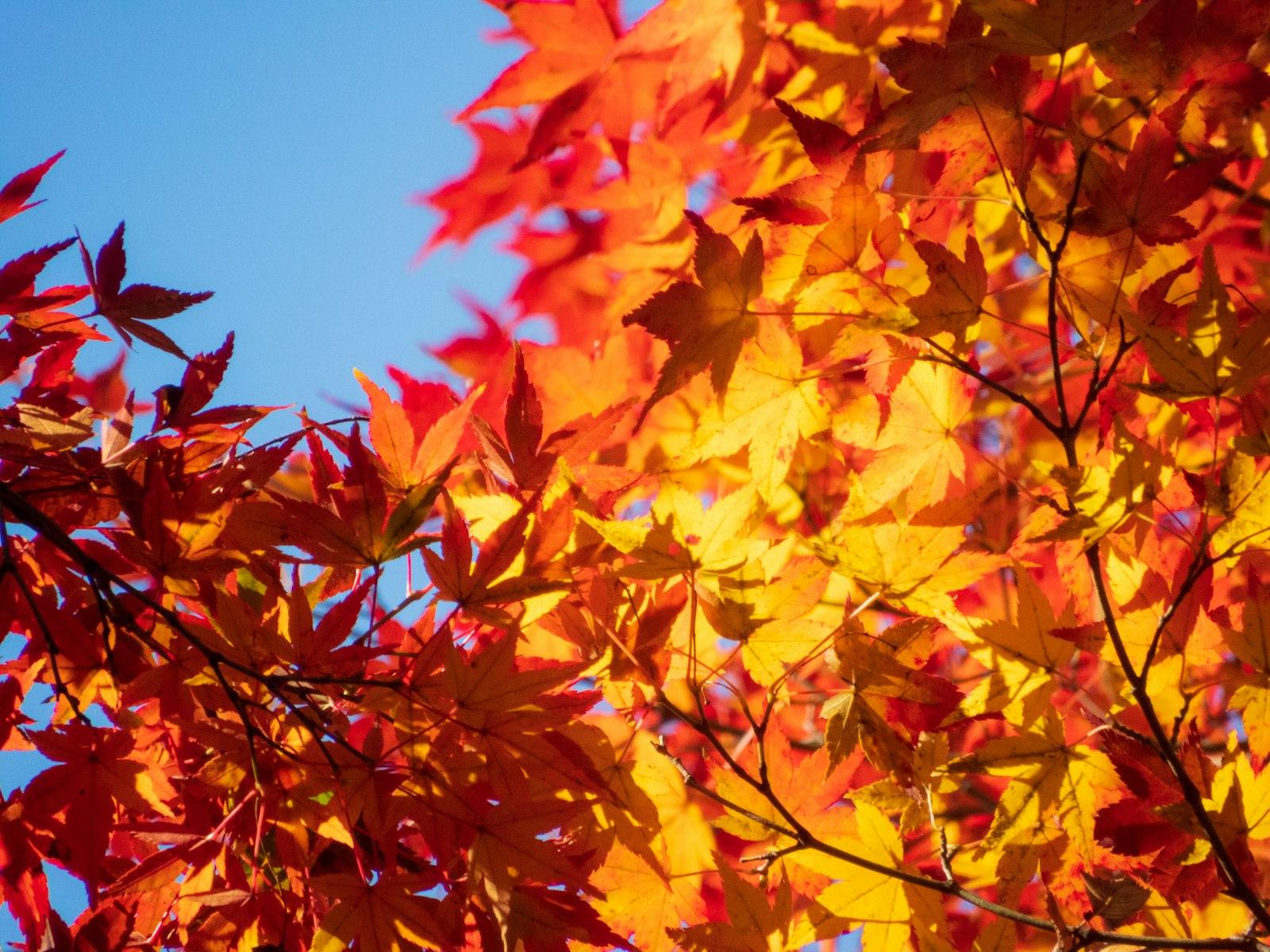 A Tree With Red And Yellow Leaves On It jigsaw puzzle preview