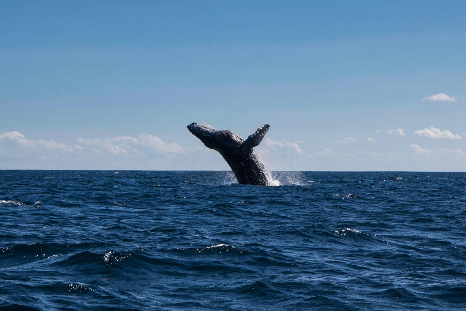 A Whale Is Jumping Out Of The Water jigsaw puzzle preview