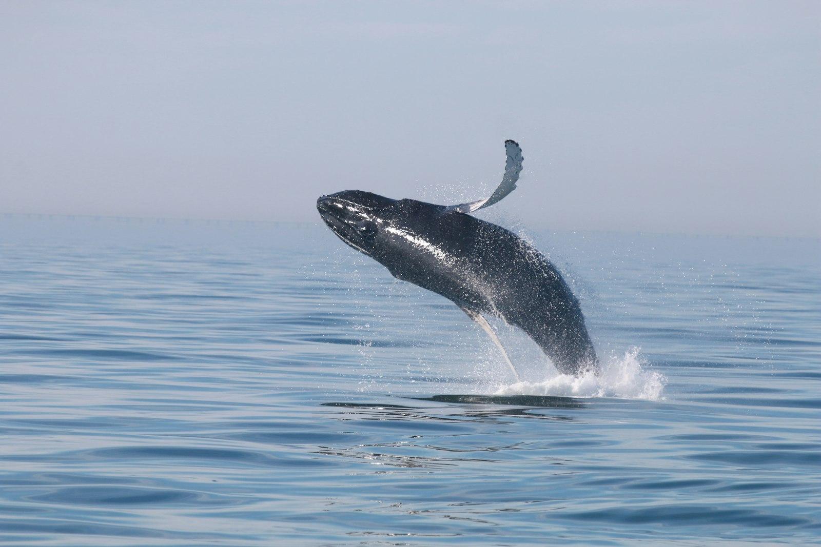 A Whale Jumping Out Of The Water jigsaw puzzle preview
