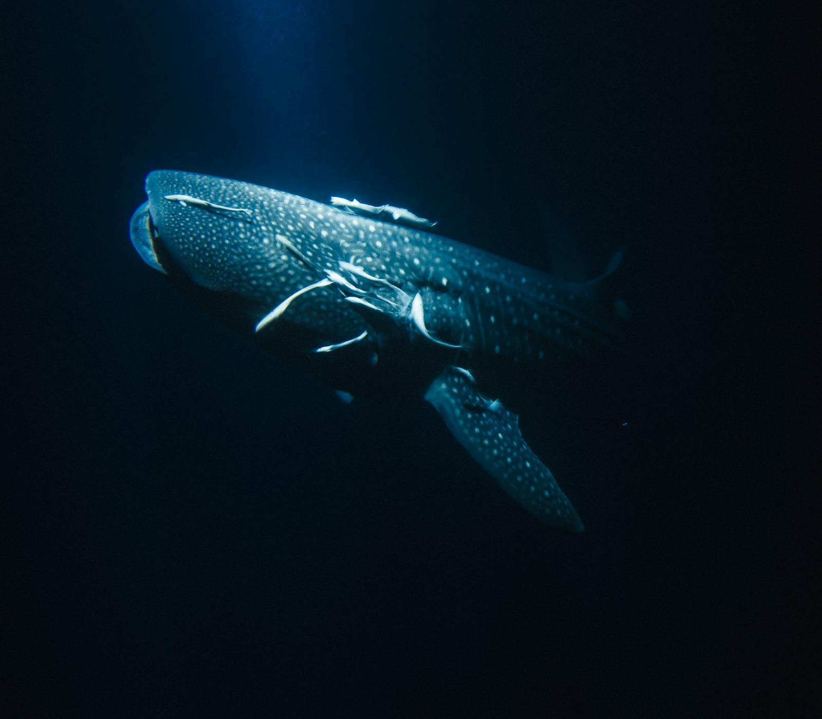 A Whale Swimming In The Ocean At Night jigsaw puzzle preview