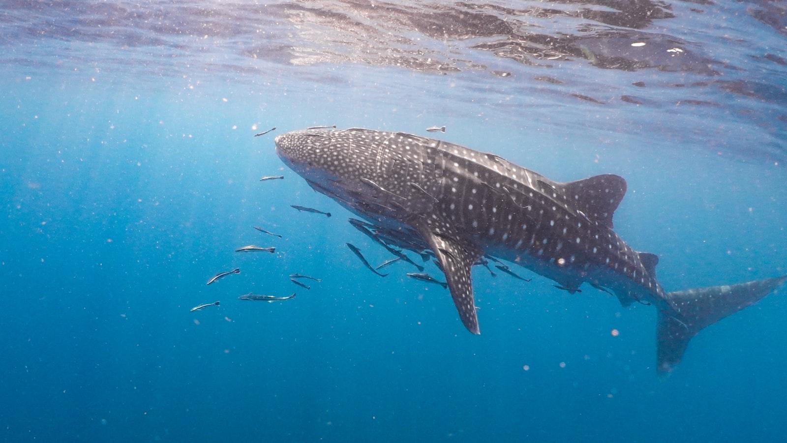 A Whale Swimming In The Ocean With A Lot Of Fish A jigsaw puzzle preview