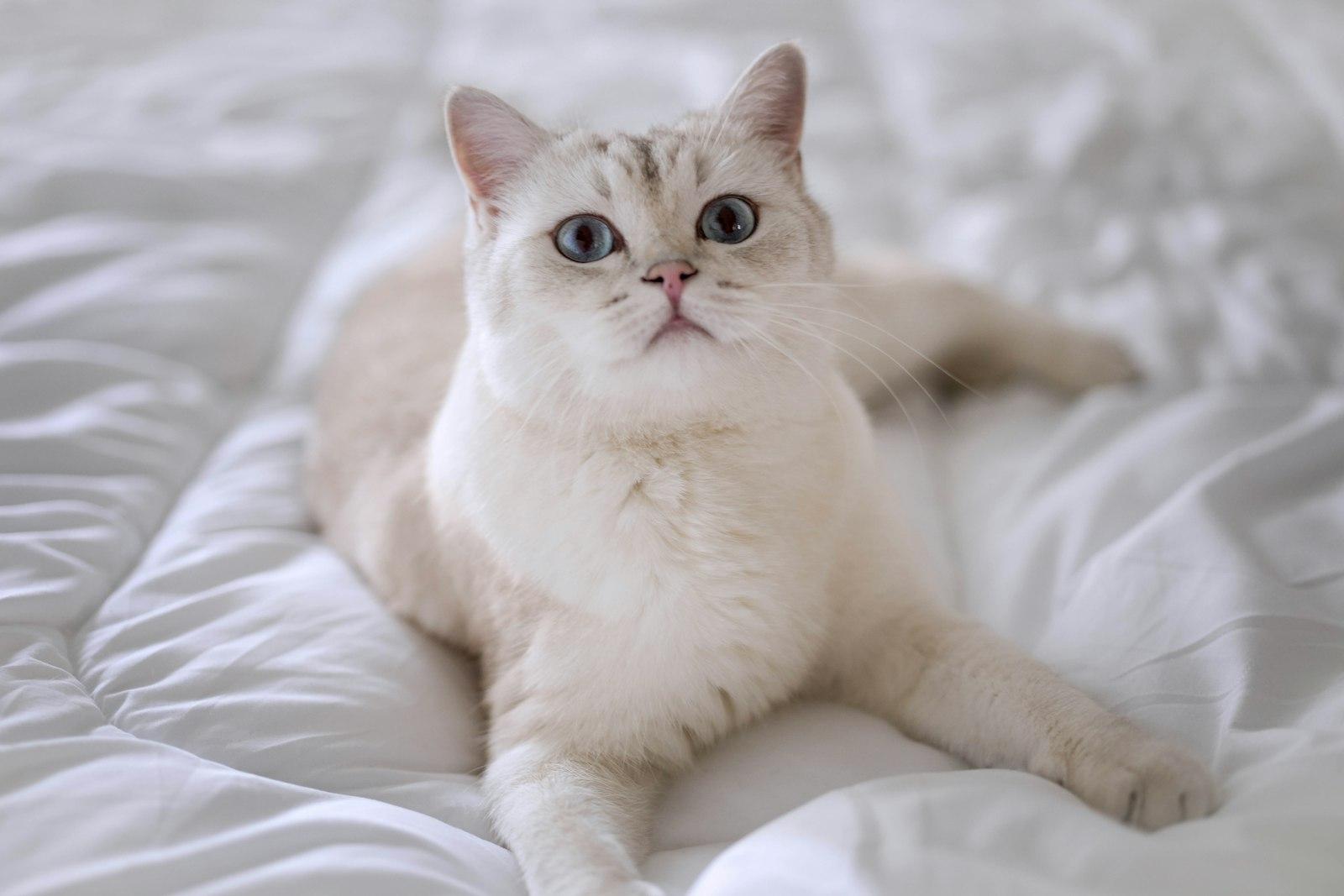 A White Cat With Blue Eyes Laying On A Bed jigsaw puzzle preview