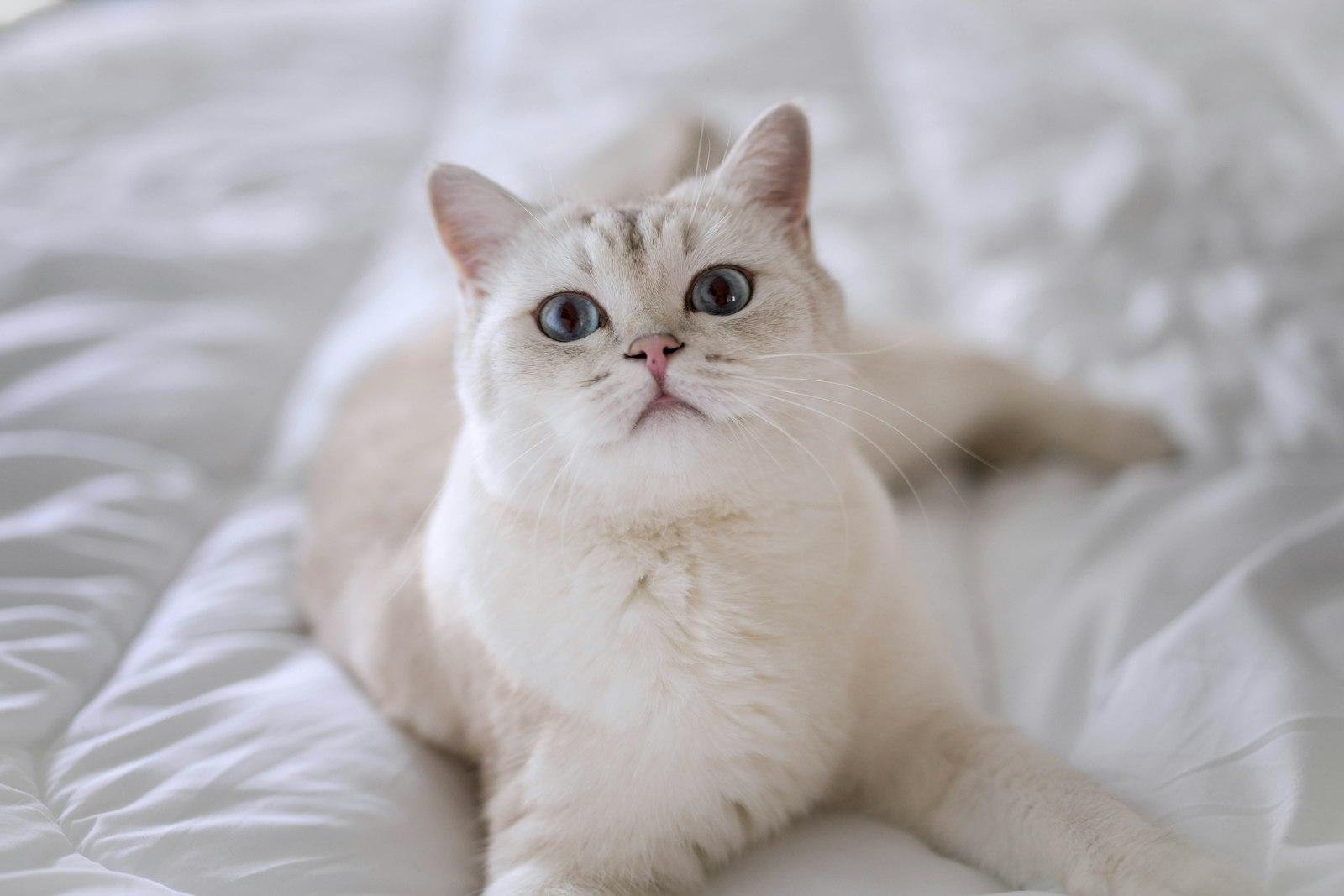 A White Cat With Blue Eyes Laying On A Bed jigsaw puzzle preview