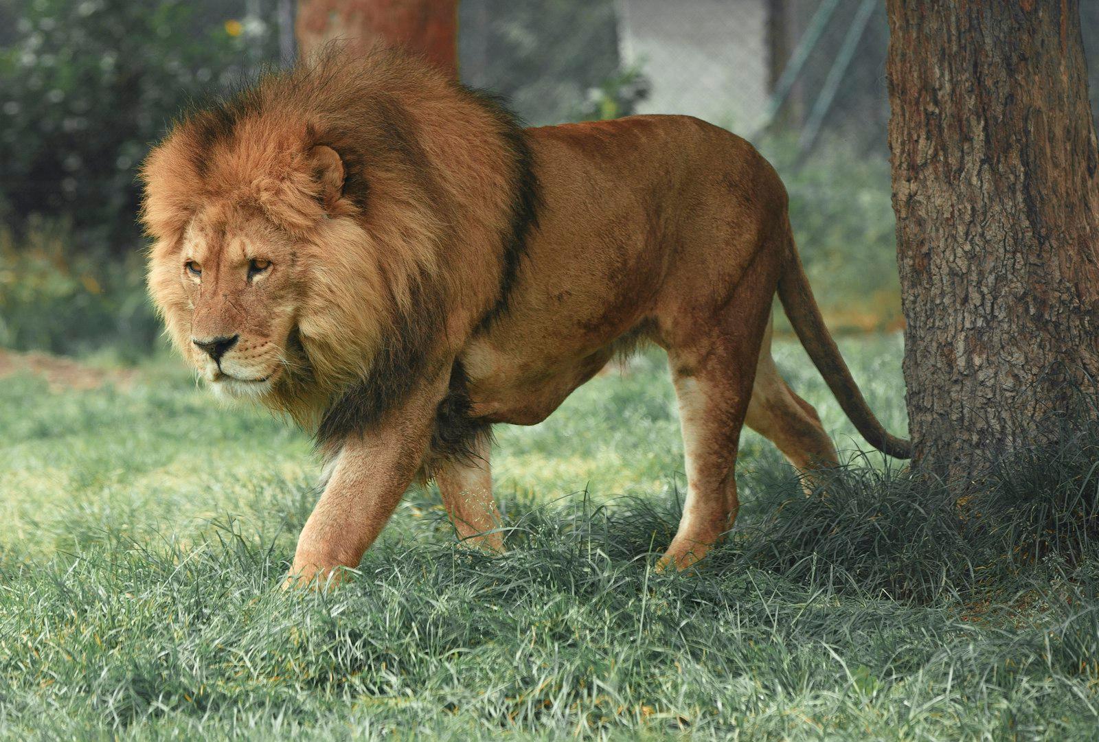 Adult Lion Walking Beside Tree jigsaw puzzle preview