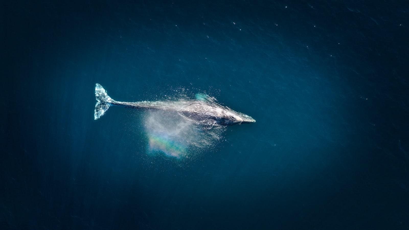 Aerial Photography Of Big Fish During jigsaw puzzle preview