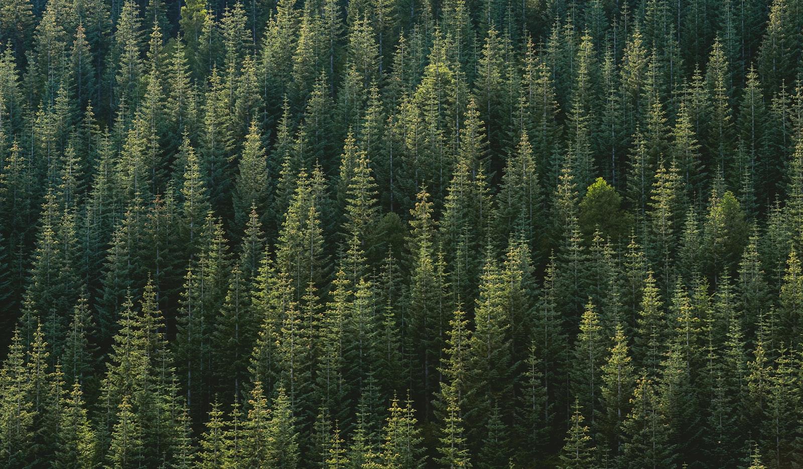 Aerial Photography Of Forest jigsaw puzzle preview