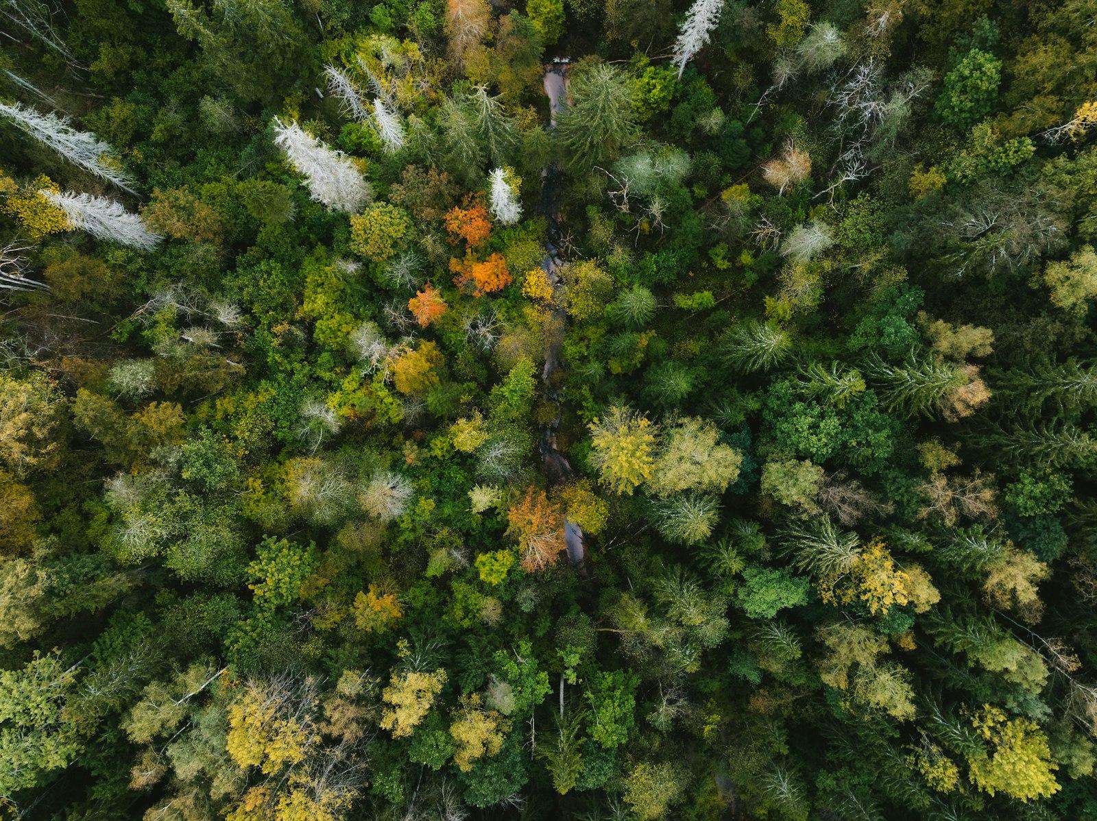 Aerial View Of A Dense Forest With Autumn jigsaw puzzle preview