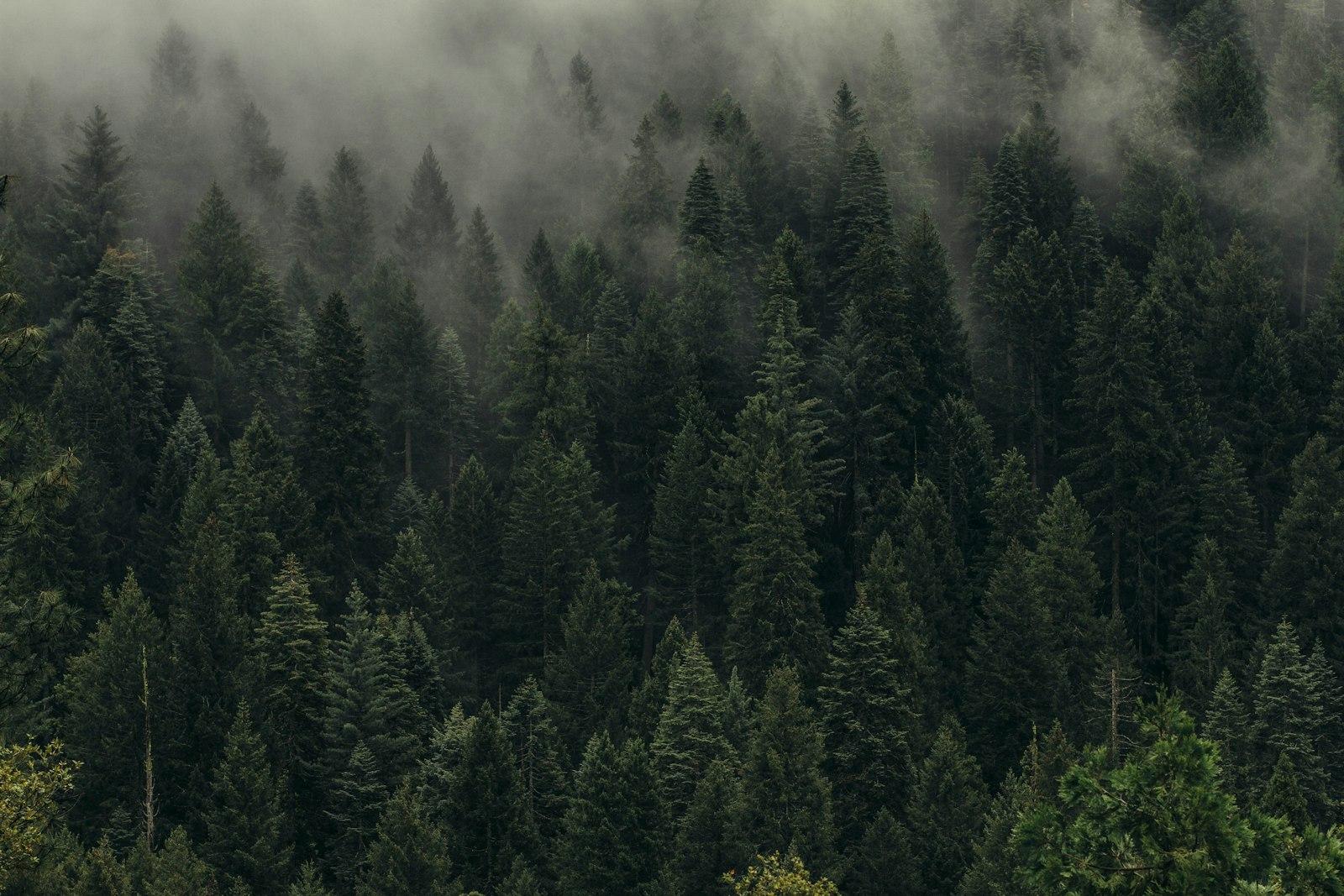 Aerial View Of Pine Trees In Mist jigsaw puzzle preview