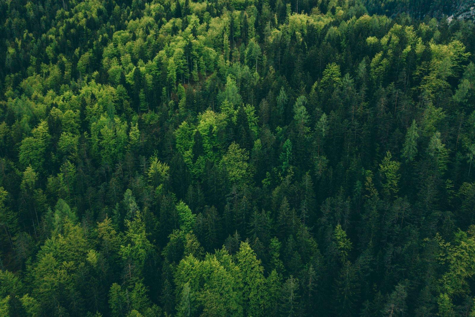 Aerial View Of Trees jigsaw puzzle preview