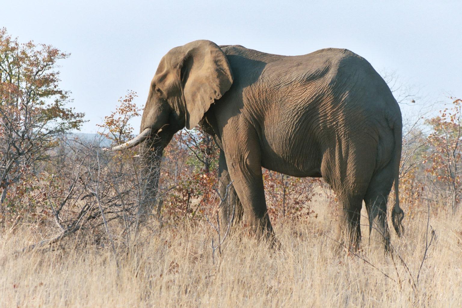 African Elephant jigsaw puzzle preview