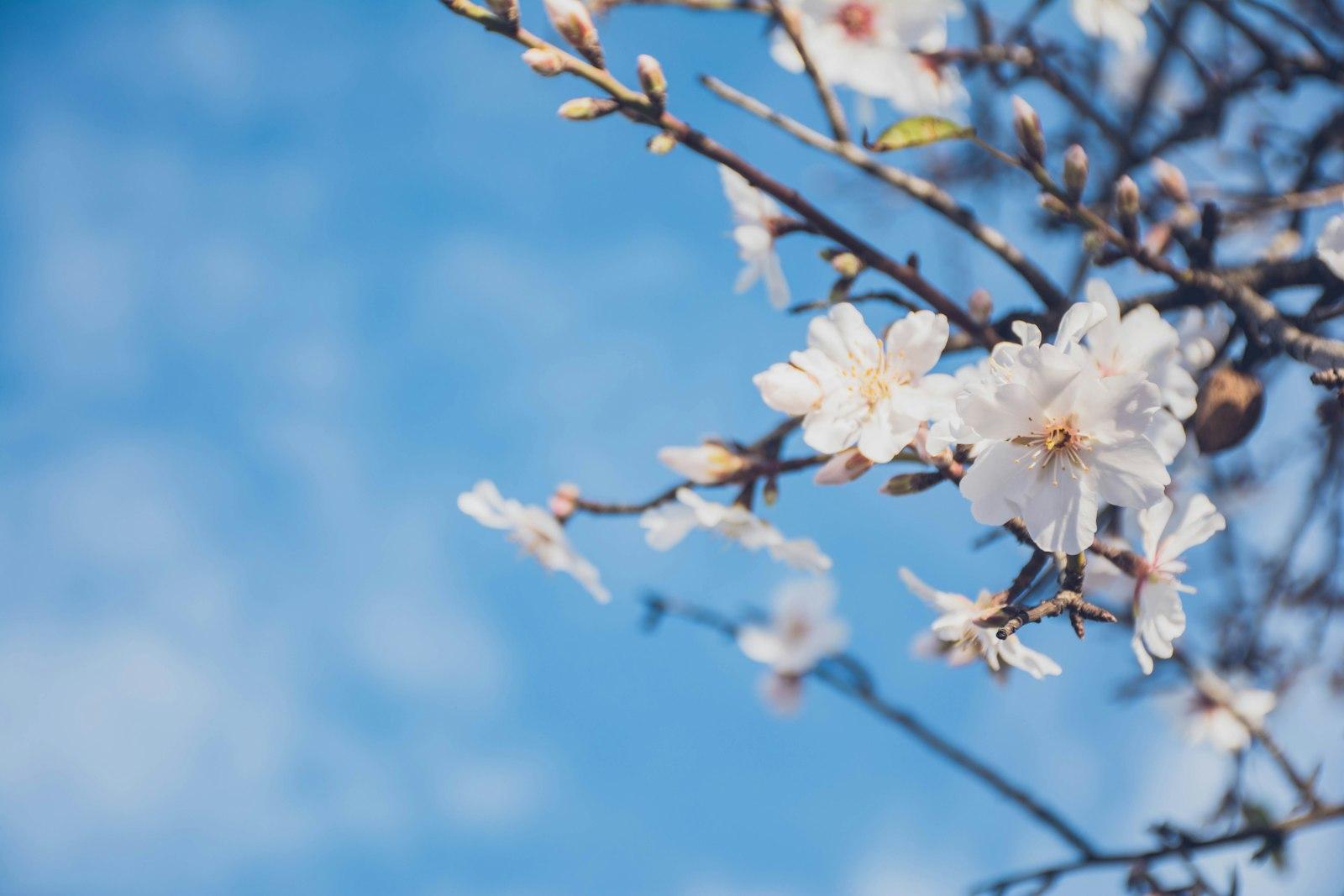 Almond Blossom Flower jigsaw puzzle preview