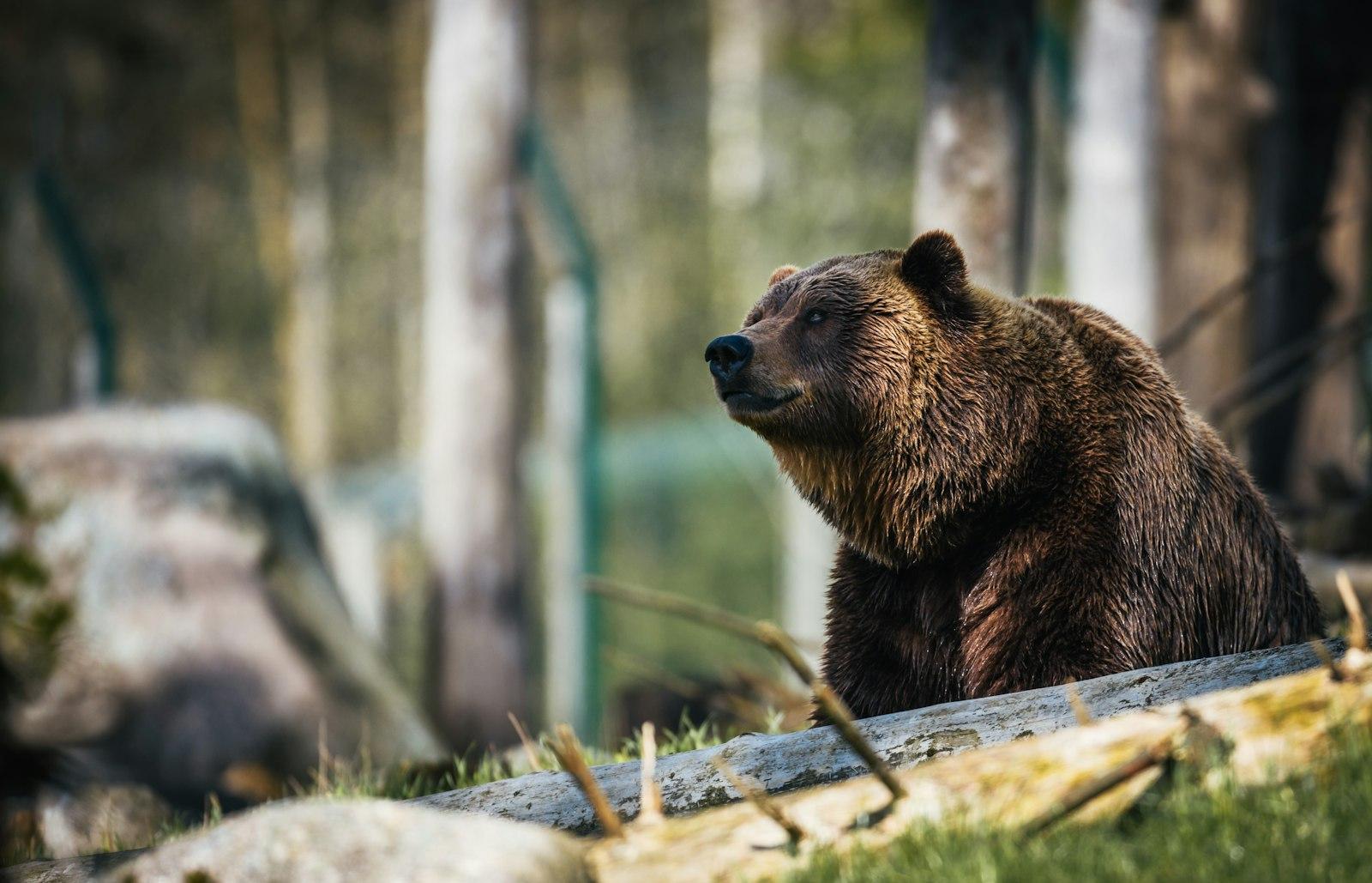 American Brown Bear jigsaw puzzle preview