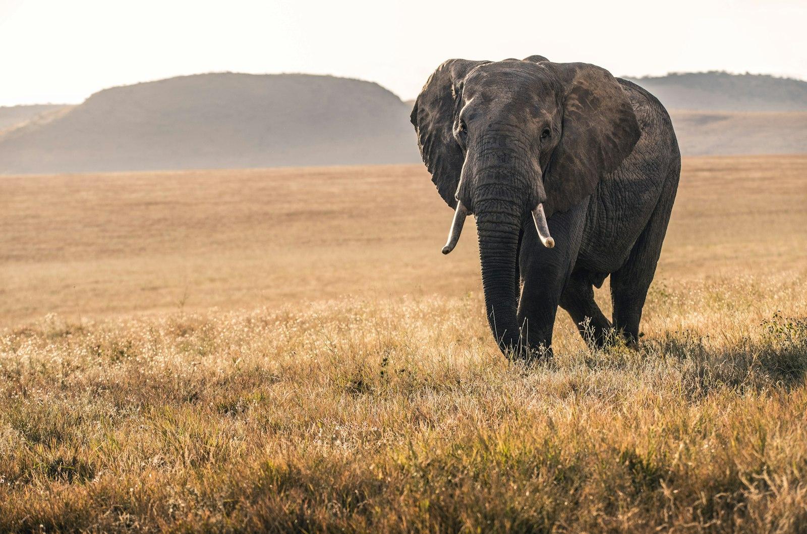 An Elephant In The Lewa Conservancy In Kenya jigsaw puzzle preview