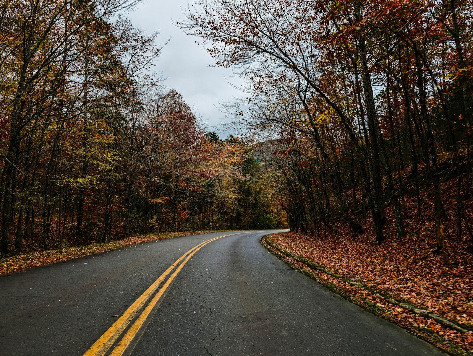 An Empty Road Surrounded By Trees In The Fall jigsaw puzzle preview
