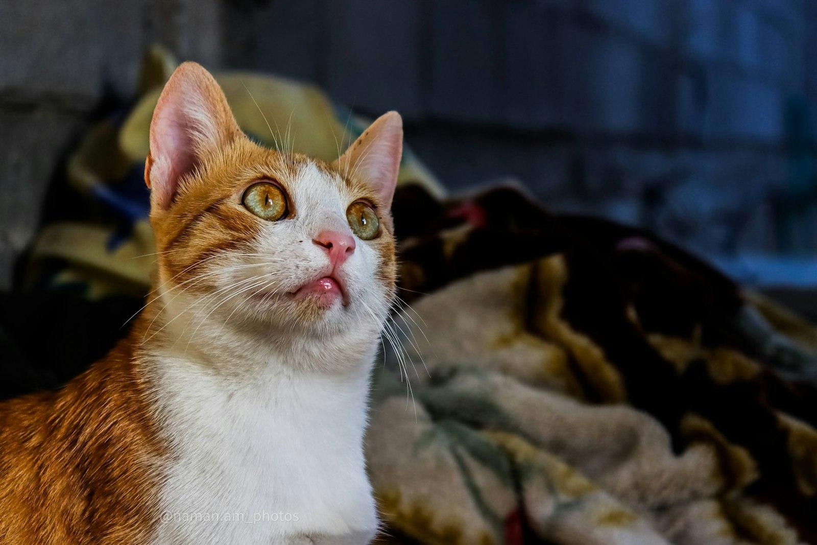 An Image Of An Orange Cat Looking Surprised At Som jigsaw puzzle preview
