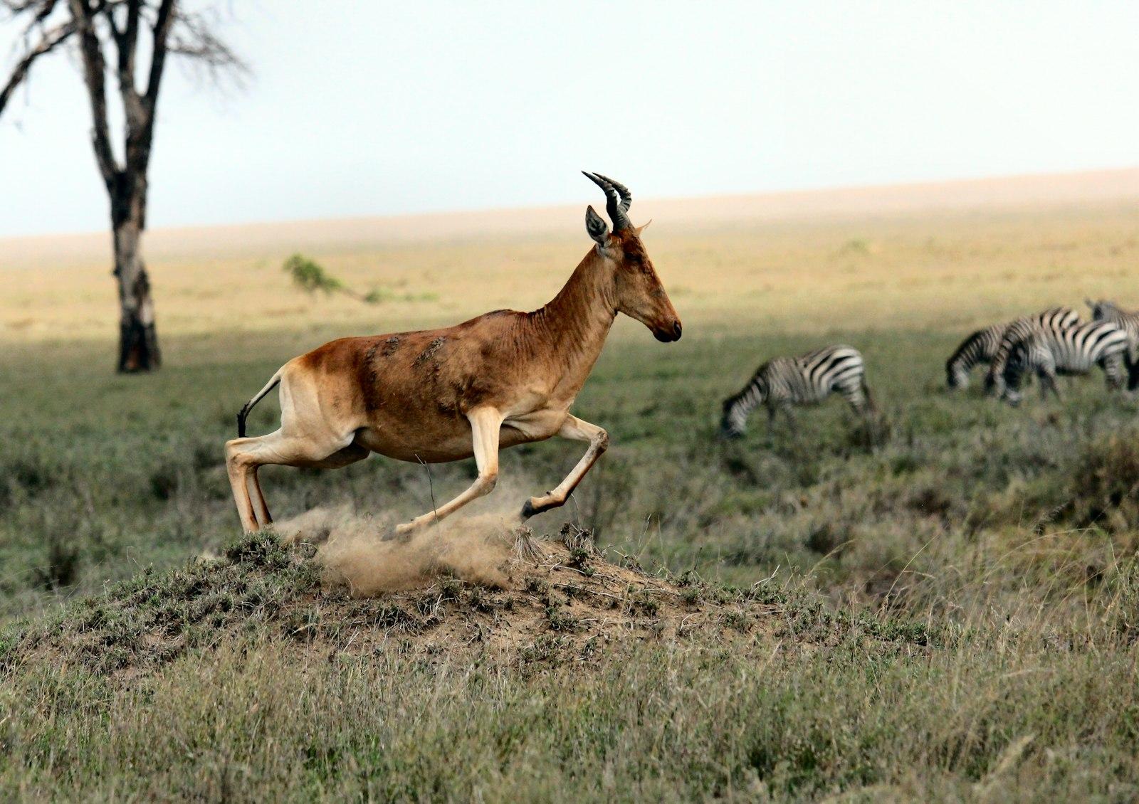 Antelope And Zebras jigsaw puzzle preview
