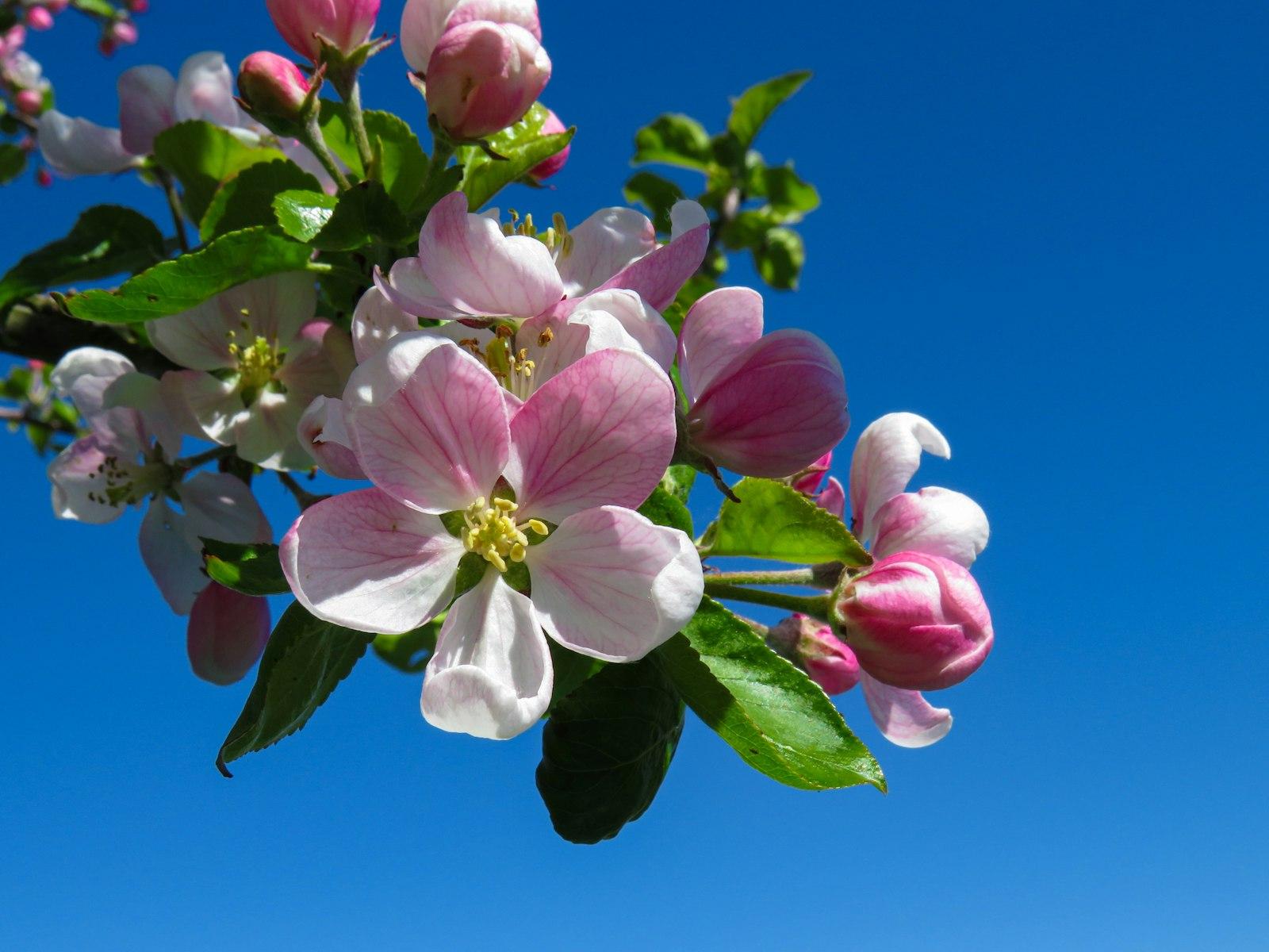 Apple Tree Flowers Under The Spring Sun jigsaw puzzle preview