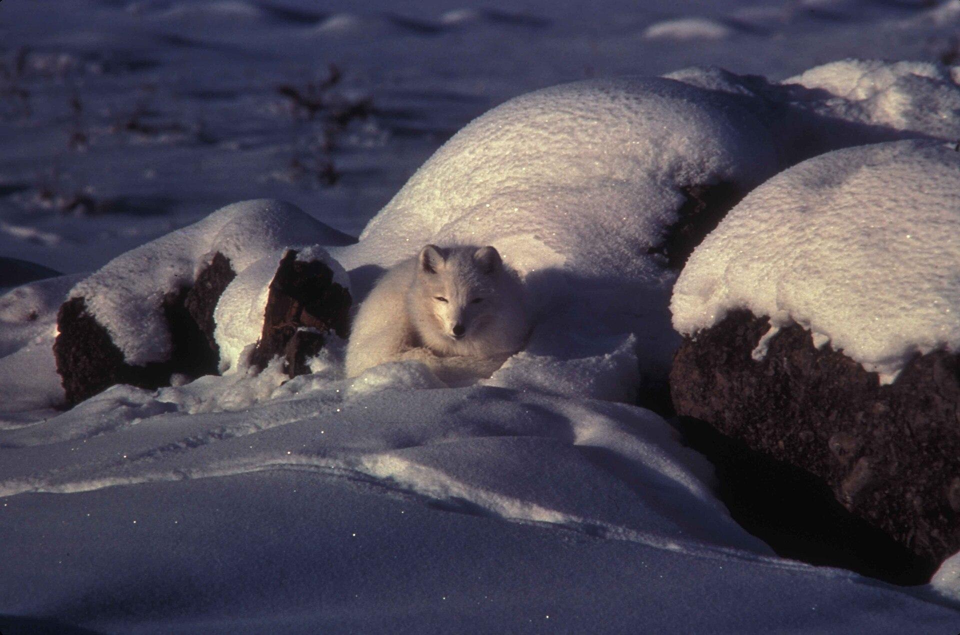 Arctic Fox in Snow jigsaw puzzle preview
