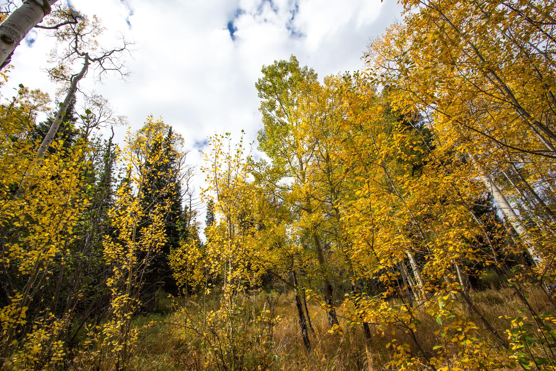 Aspen Grove in Fall jigsaw puzzle preview