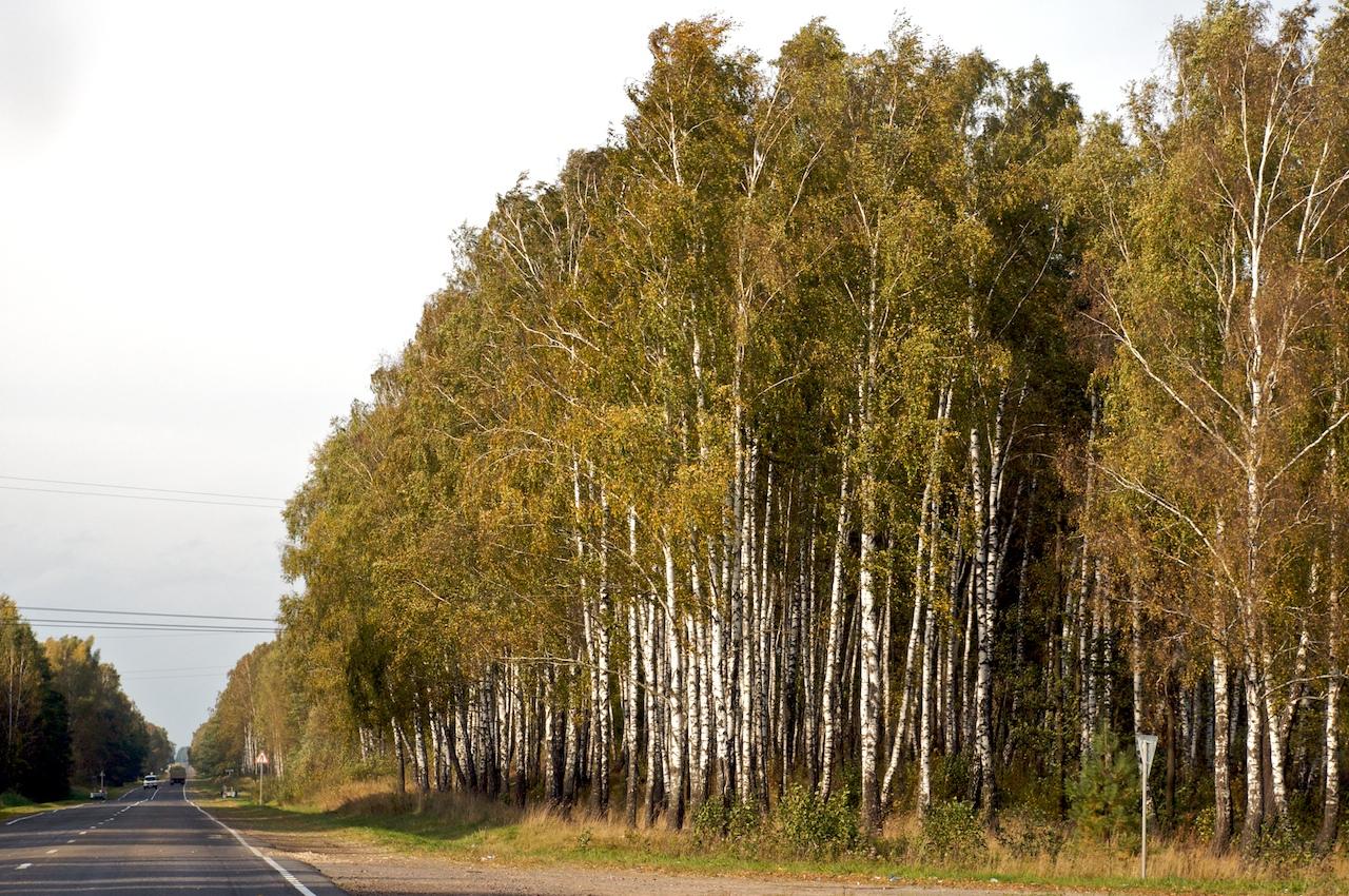 Autumn Birch Forest jigsaw puzzle preview