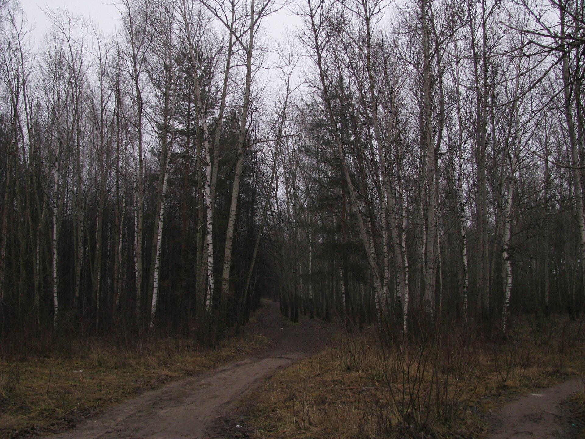 Autumn Forest Path jigsaw puzzle preview