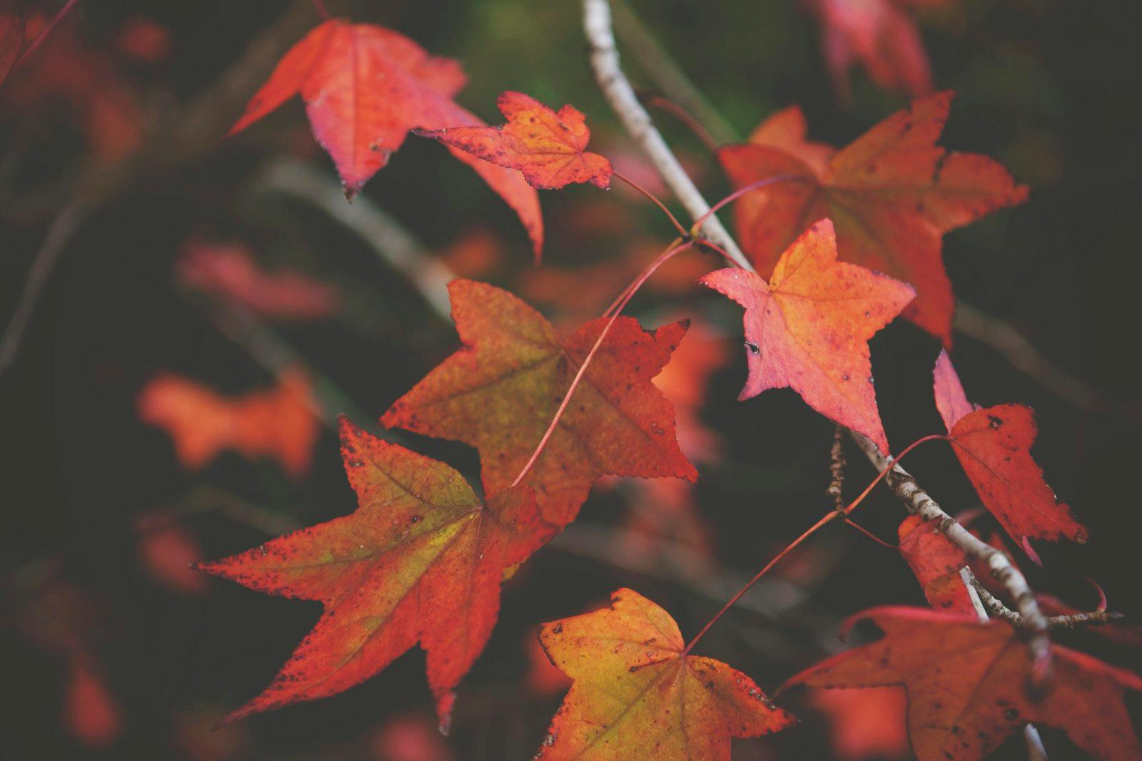 Autumn Leaves jigsaw puzzle preview