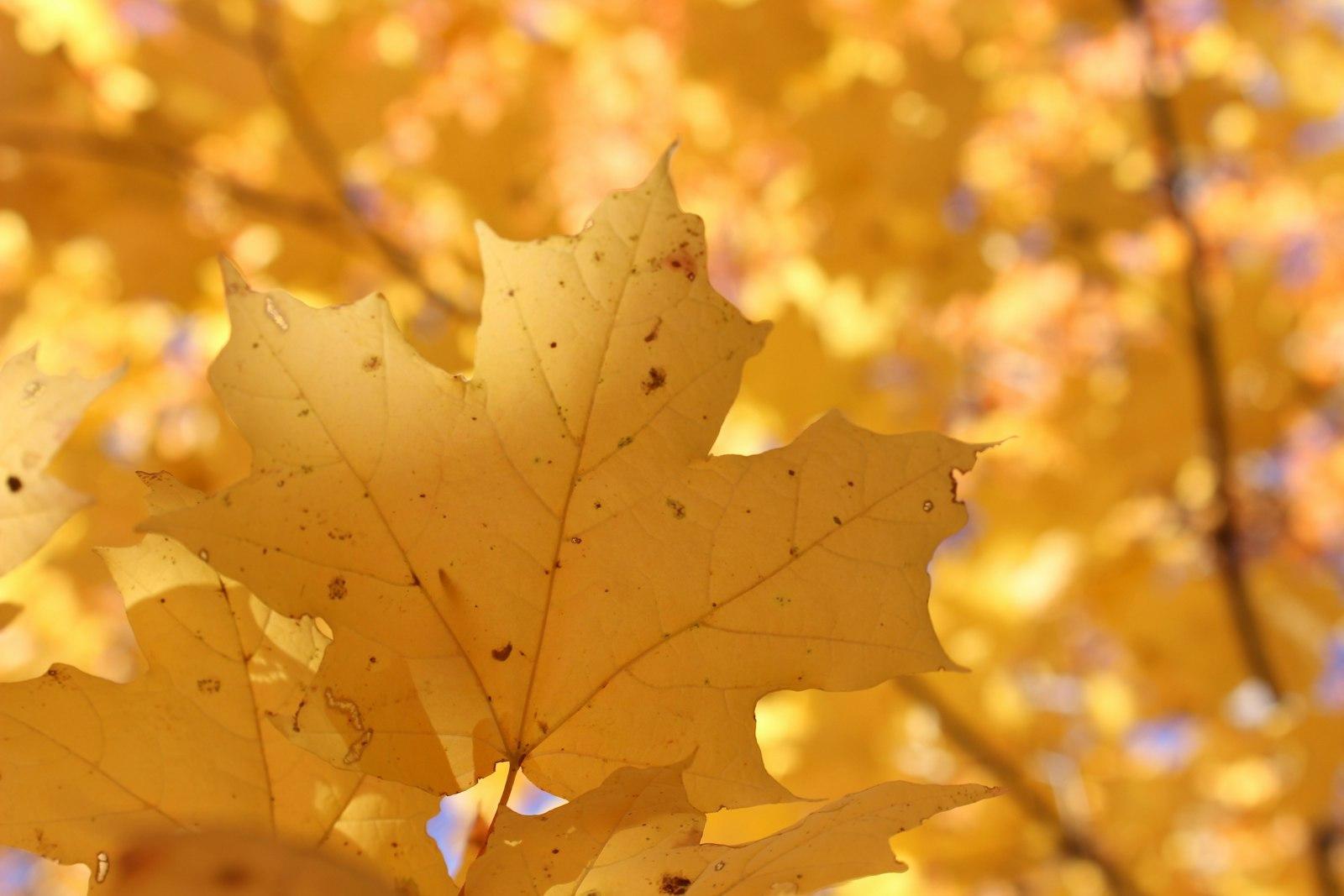 Autumn Maple Leaf jigsaw puzzle preview