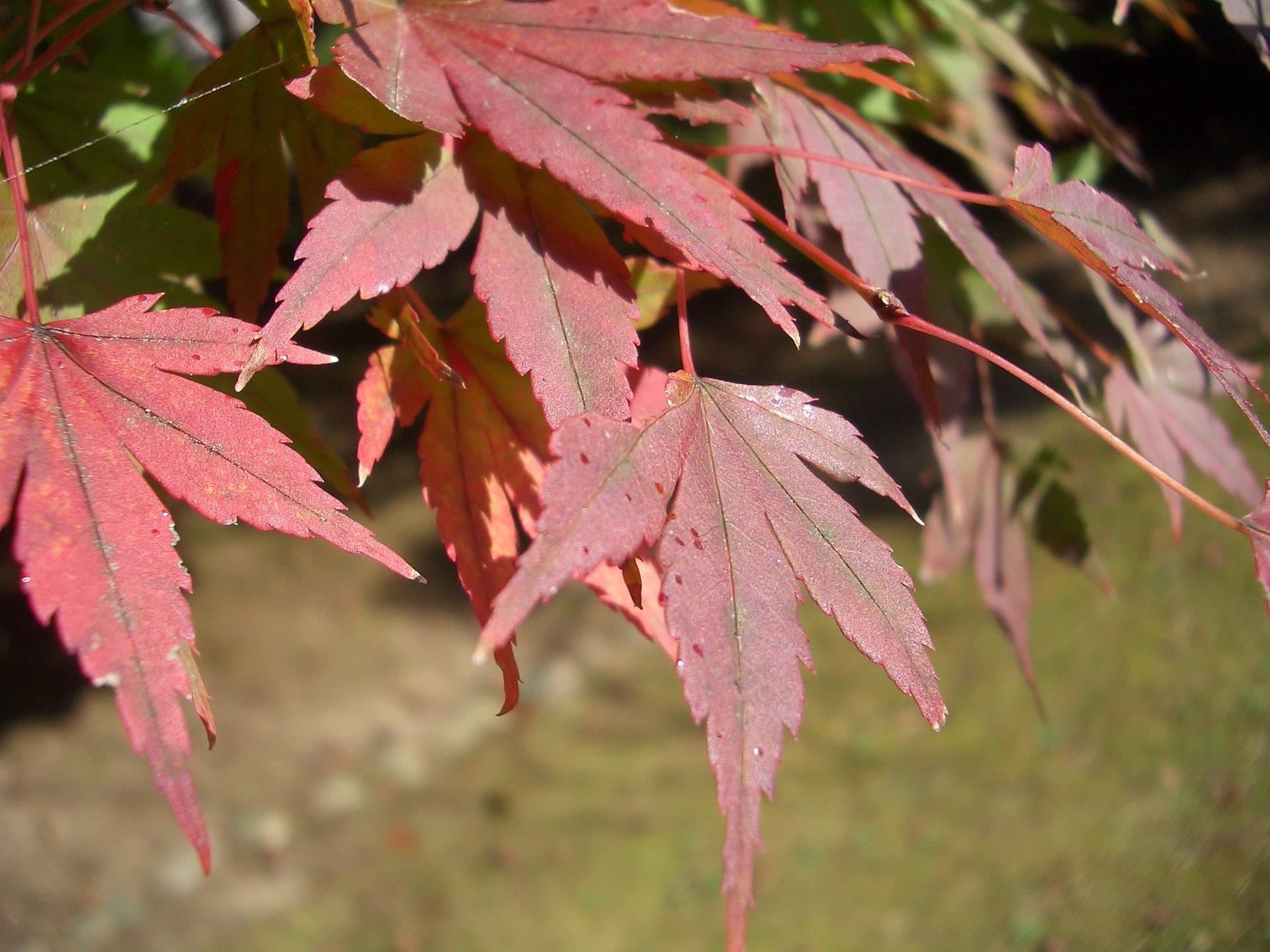 Autumn Maple Leaves jigsaw puzzle preview