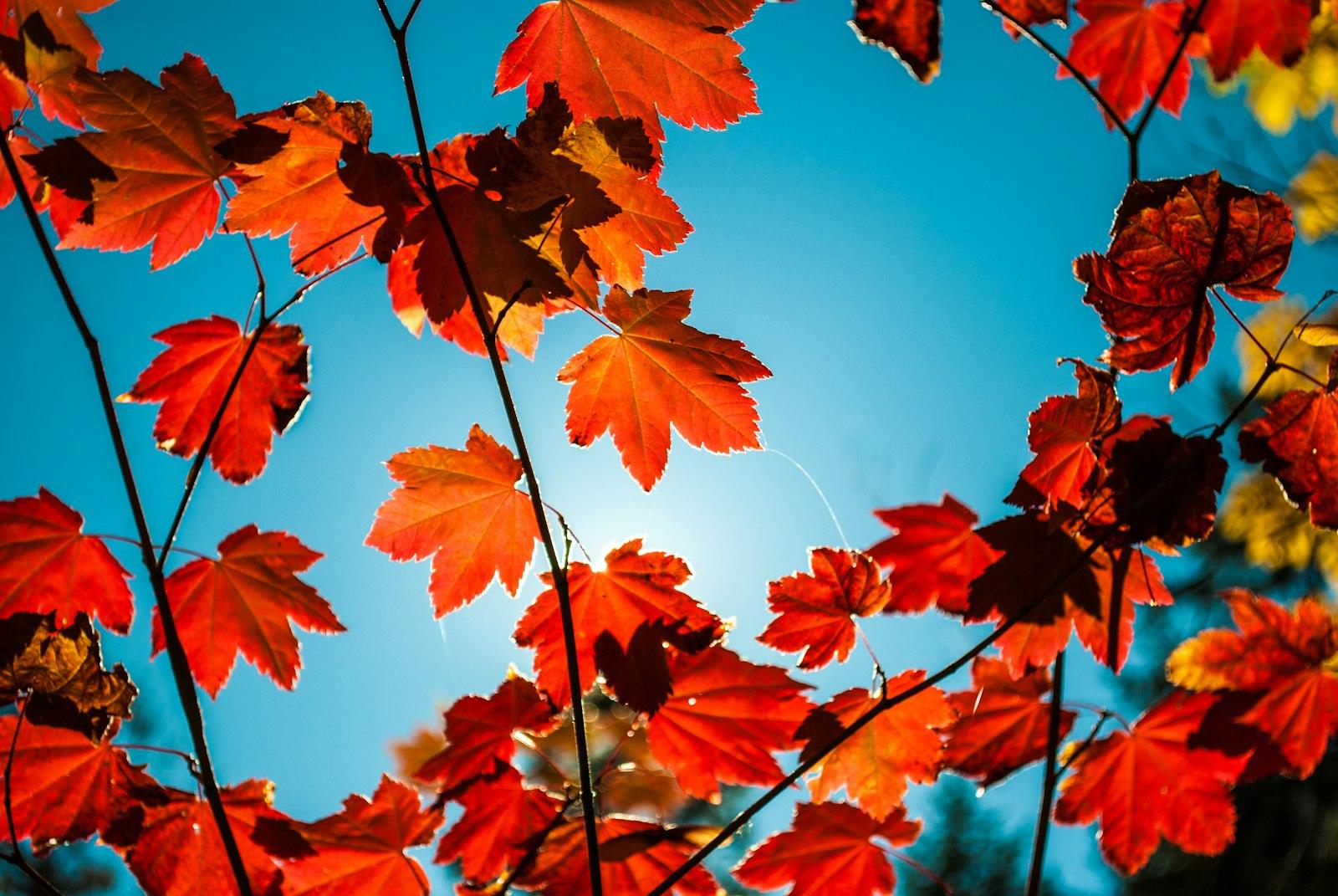 Autumn Season, Orange And Red Maple Leaves With Bl jigsaw puzzle preview