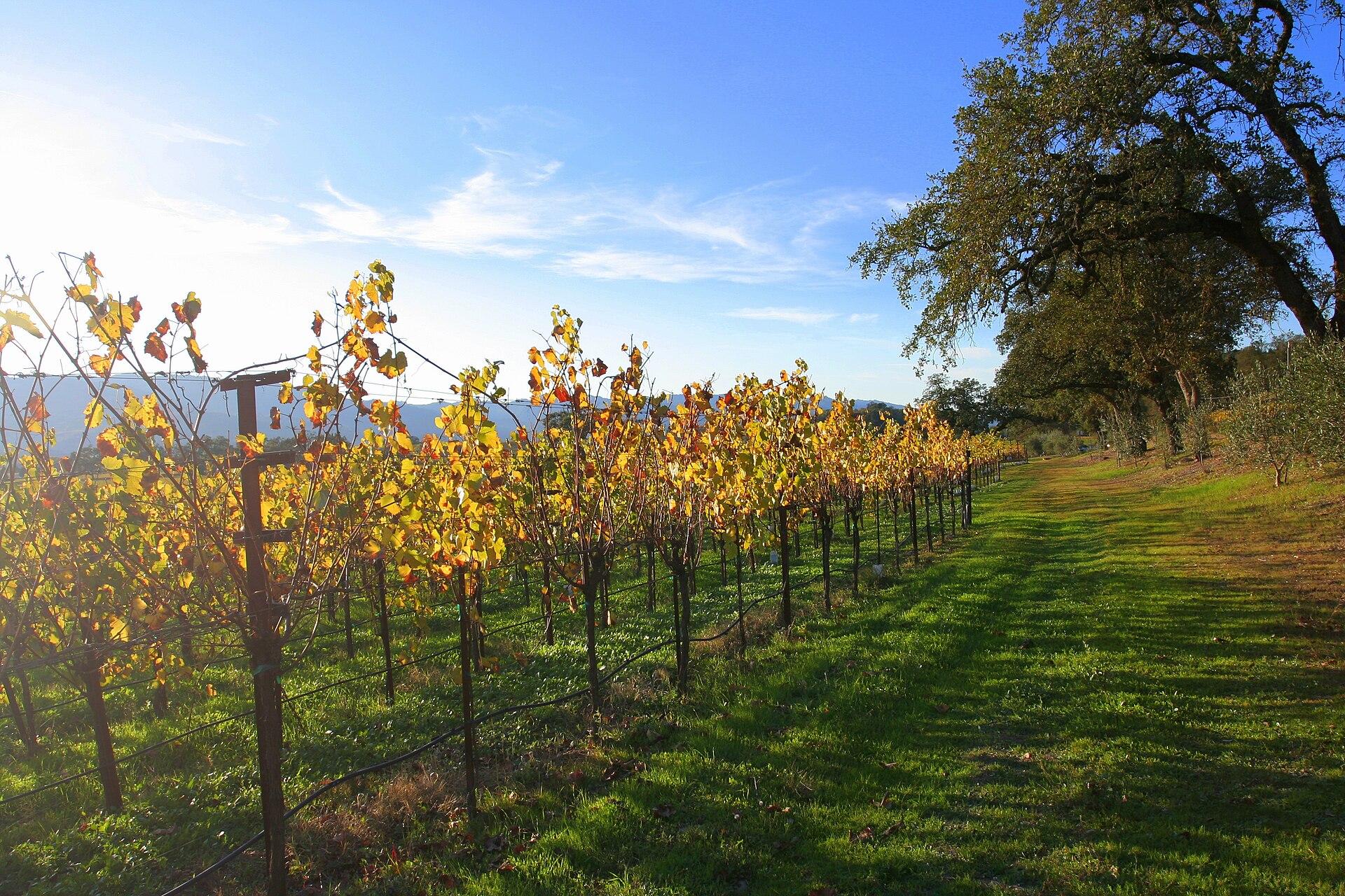Autumn Vineyard Rows jigsaw puzzle preview