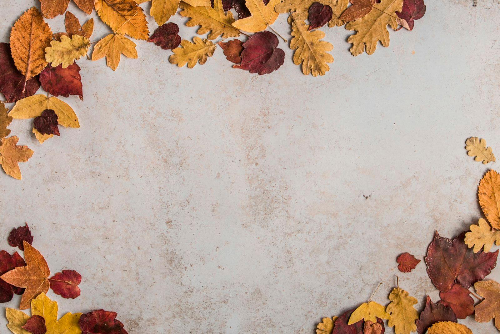 Autumnal Photo Perfect For Social Media, Banners O jigsaw puzzle preview