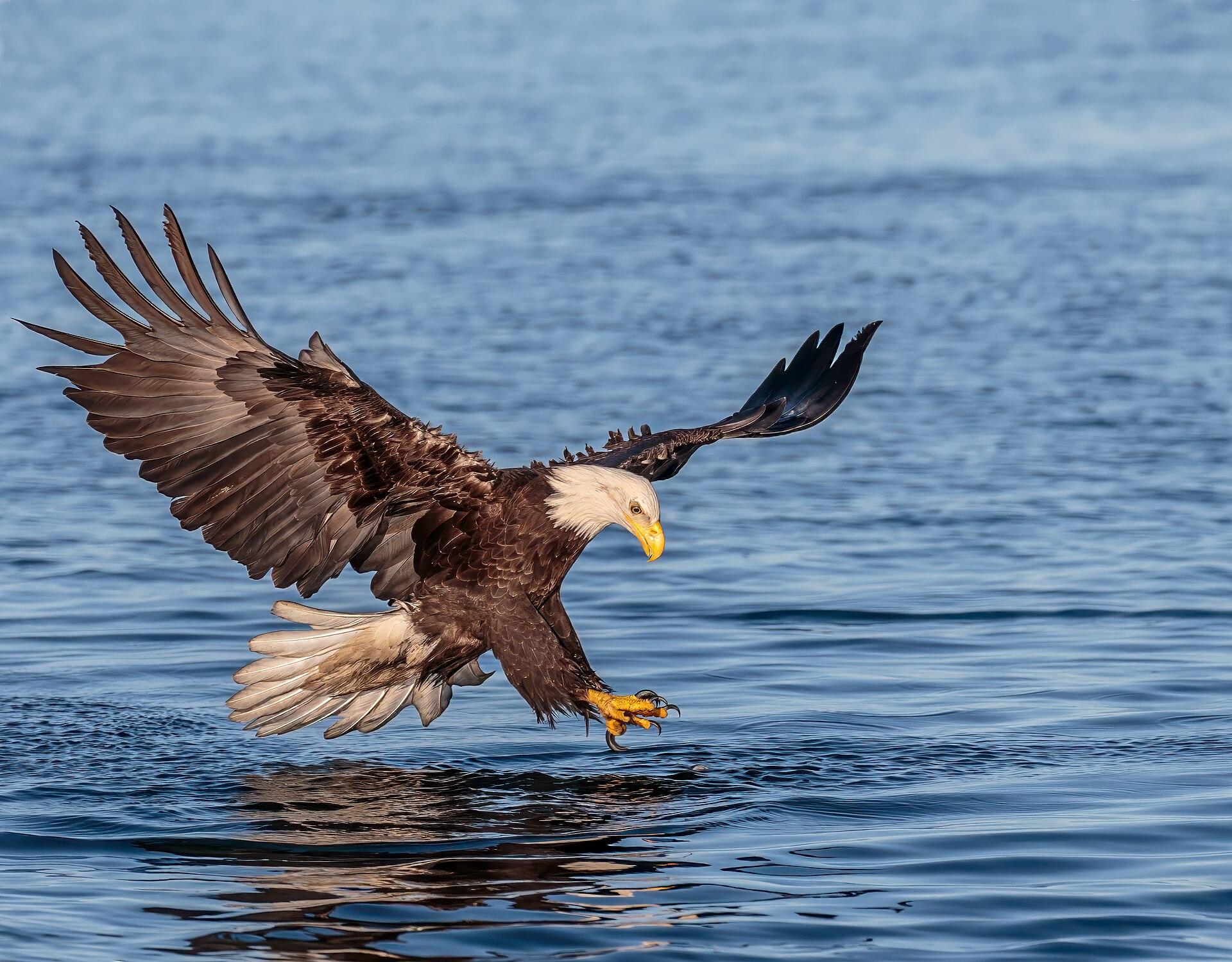 Bald Eagle in Flight jigsaw puzzle preview