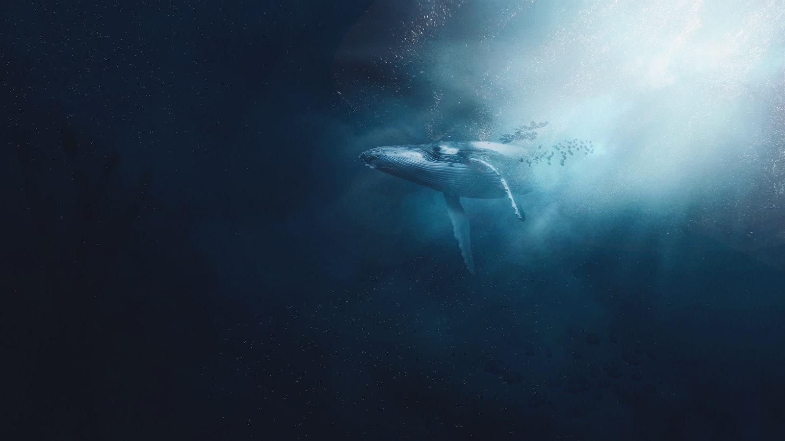 Baleia No Fundo Do Mar jigsaw puzzle preview
