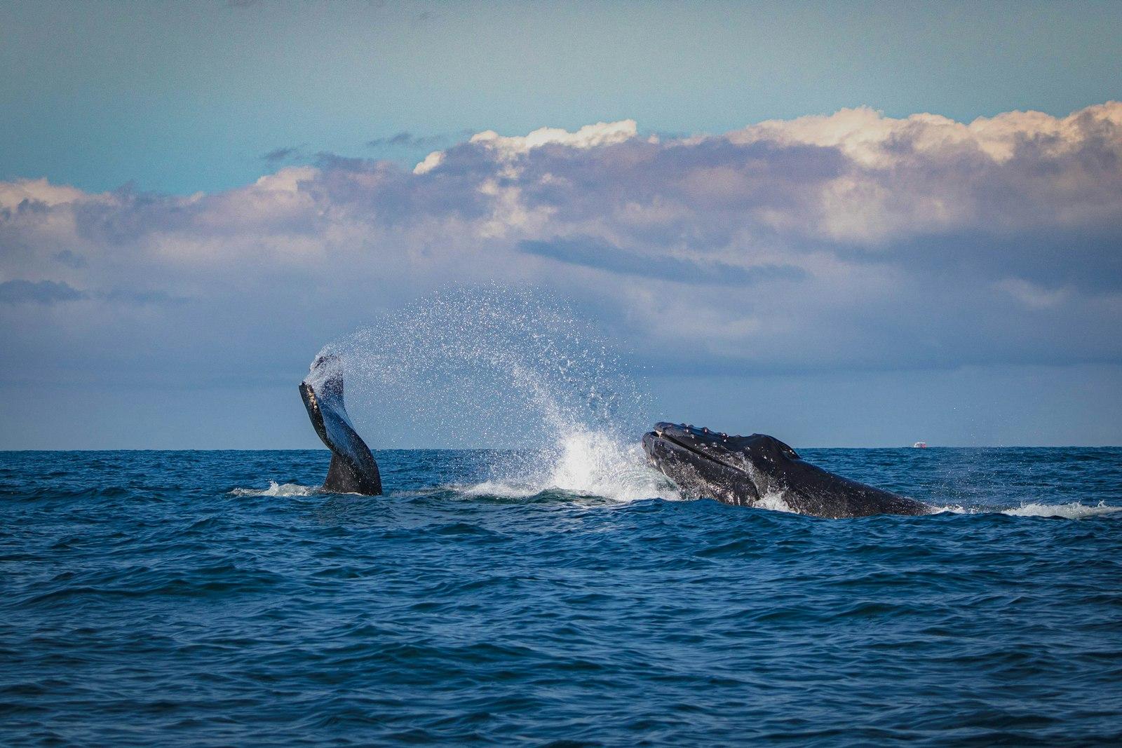 Ballenas Jugando jigsaw puzzle preview