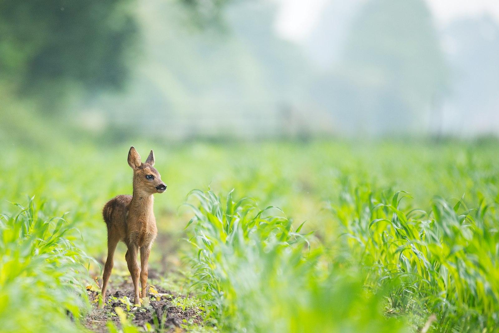 Bambi jigsaw puzzle preview