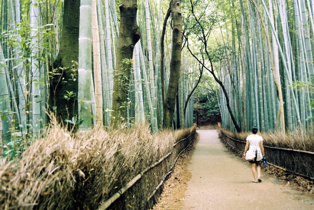 Bamboo Forest Path jigsaw puzzle preview